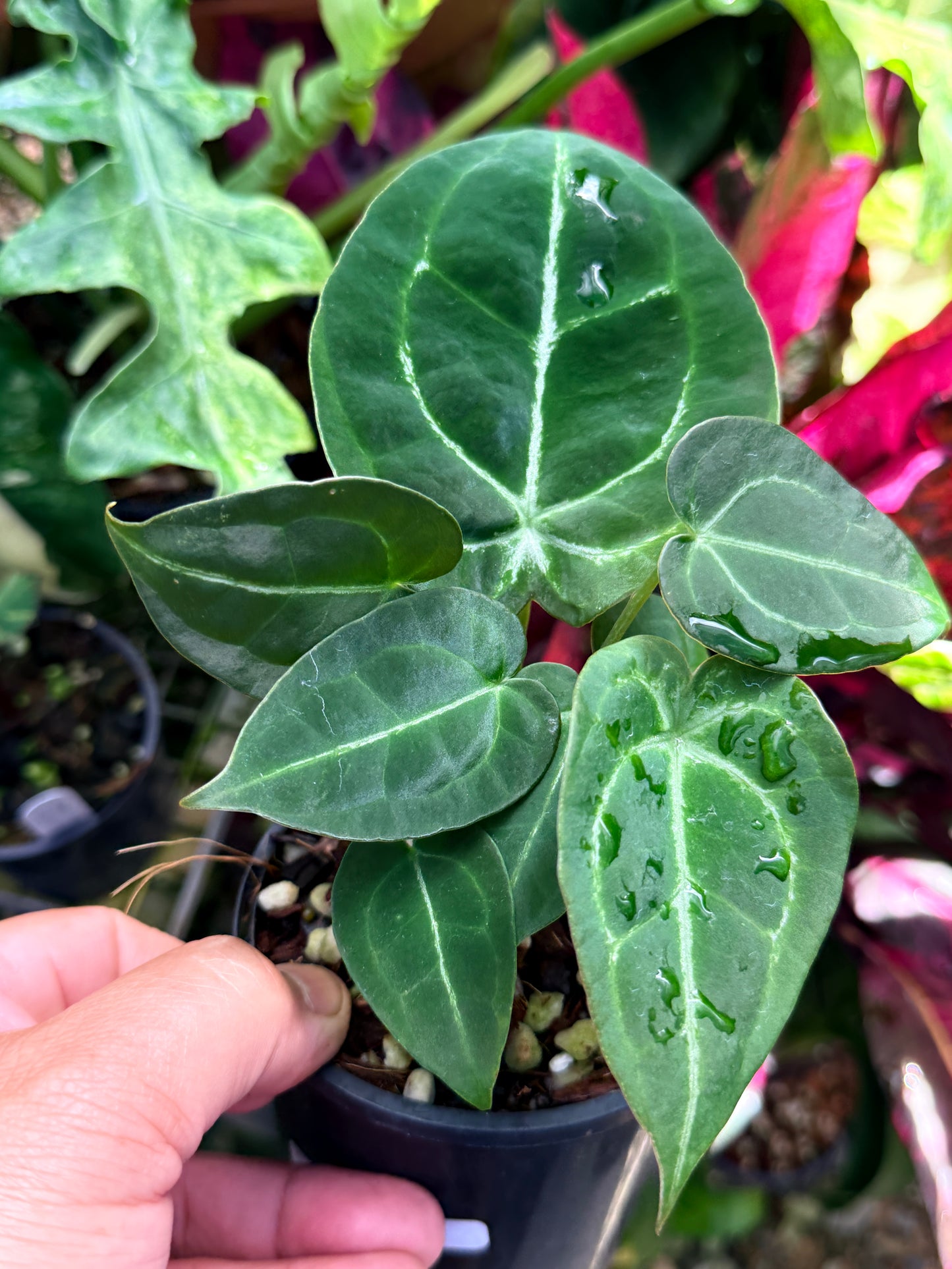 Anthurium Hybrid R82