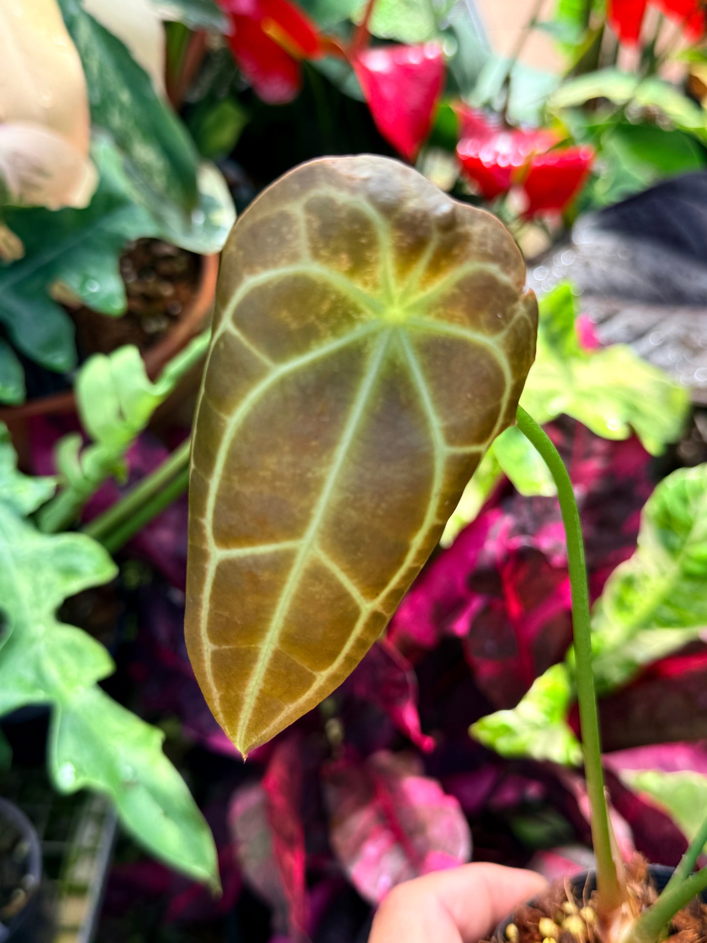 Anthurium Hybrid R65