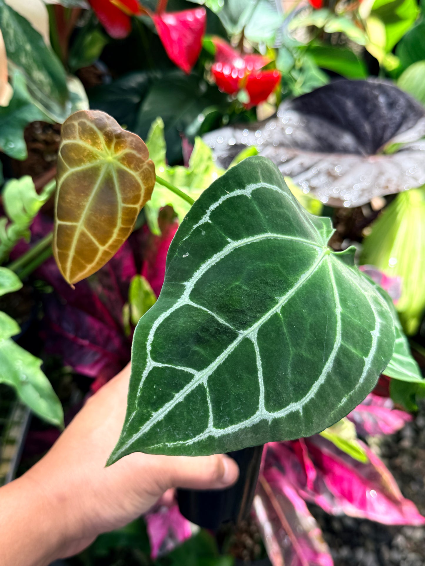 Anthurium Hybrid R65