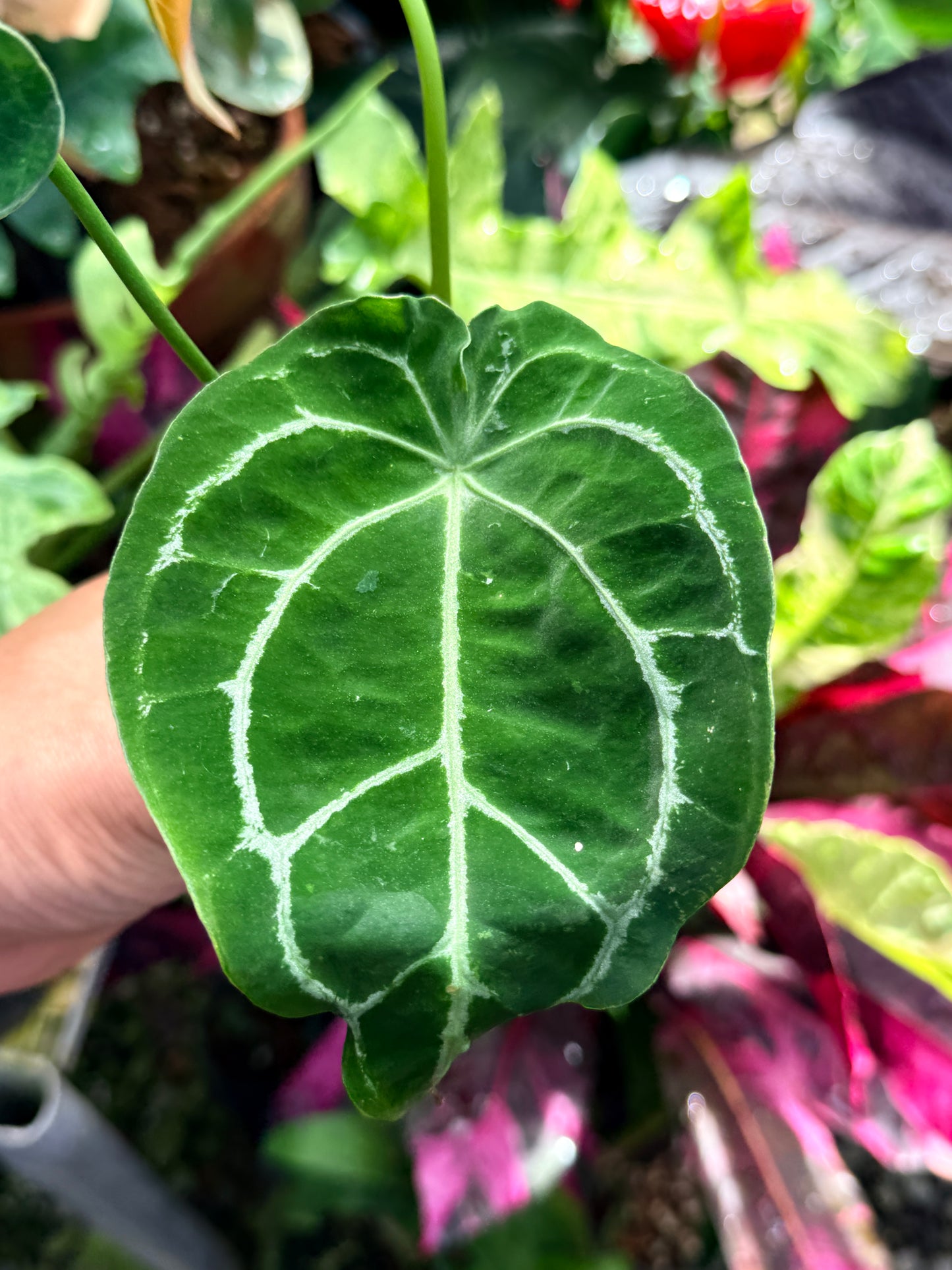 Anthurium Hybrid R65