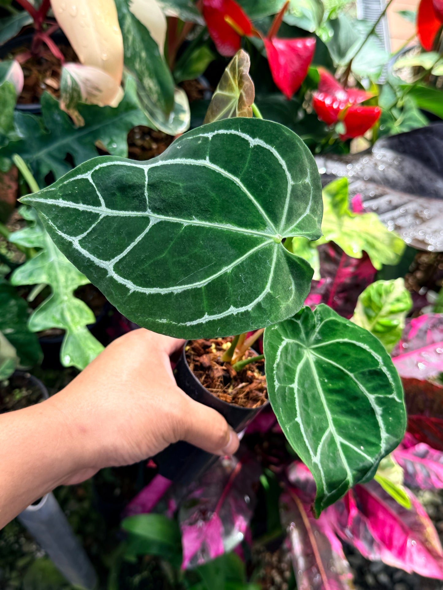 Anthurium Hybrid R65