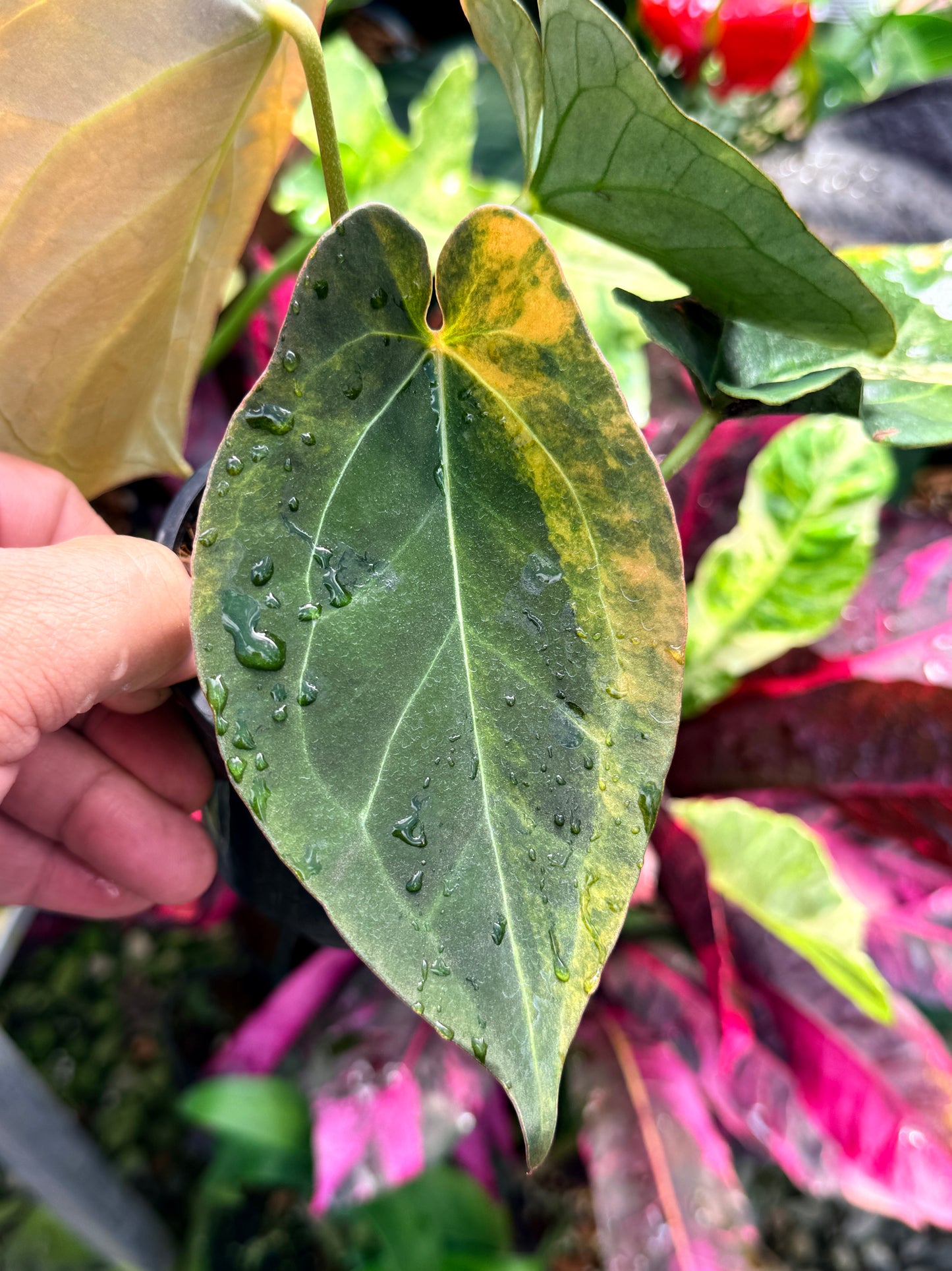 Anthurium Hybrid Variegated R64
