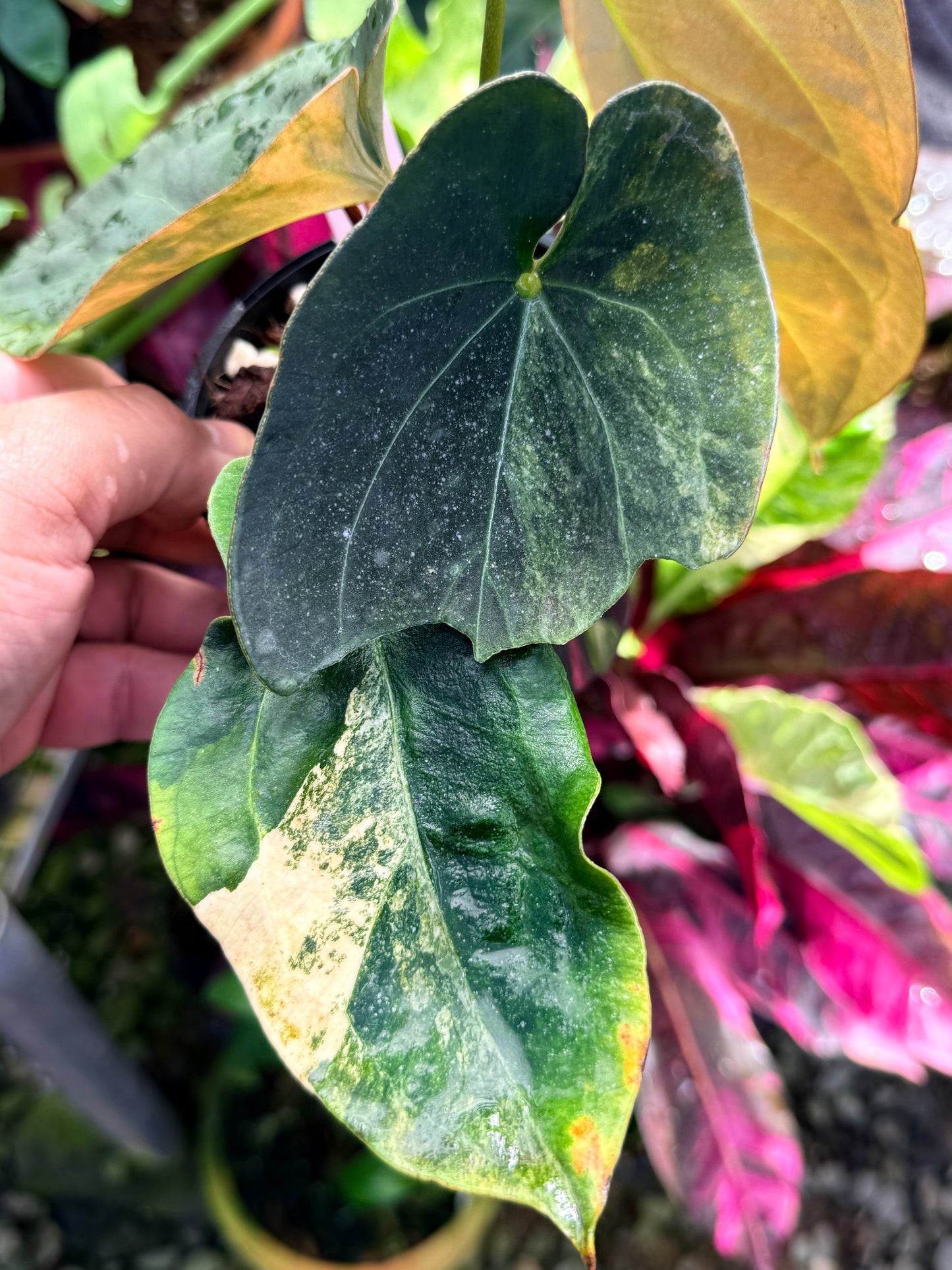 Anthurium Hybrid Variegated R64