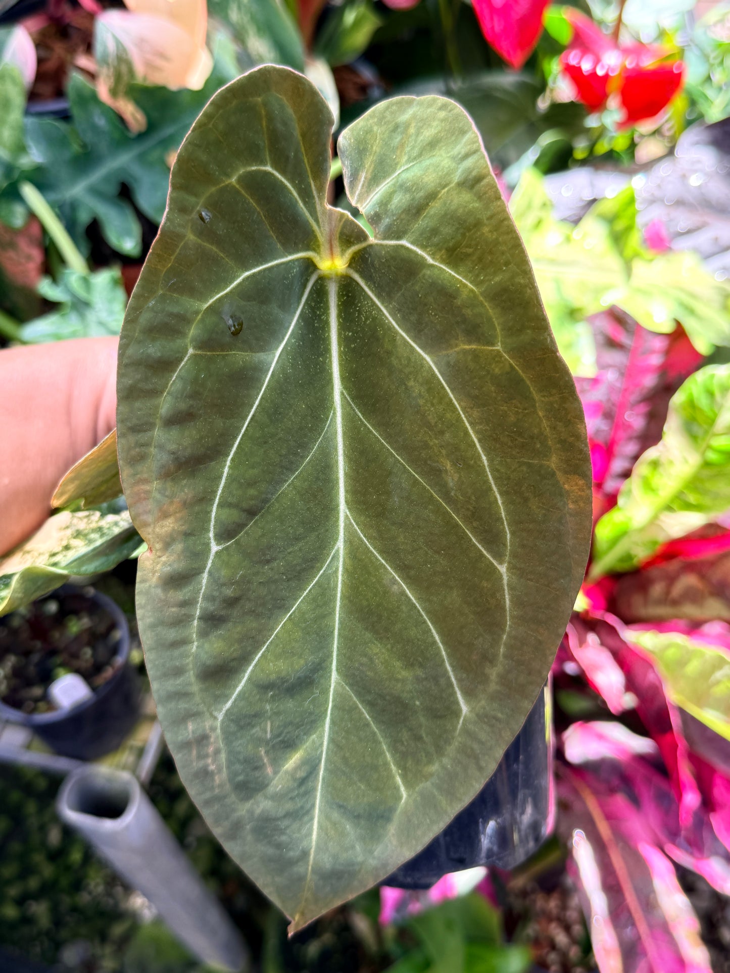 Anthurium Hybrid Variegated R64