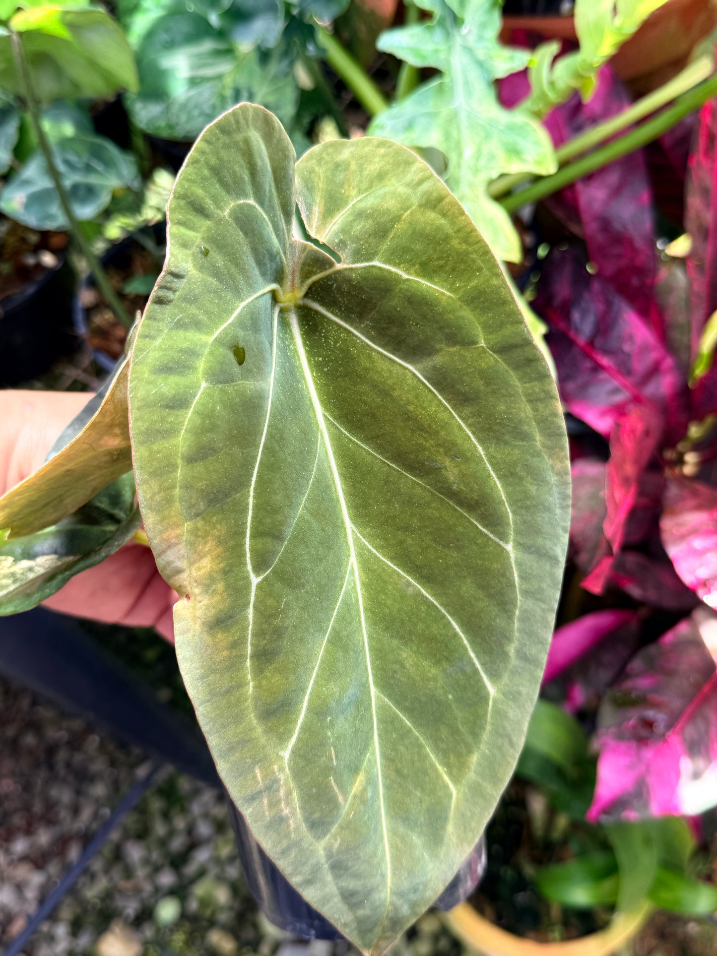Anthurium Hybrid Variegated R64