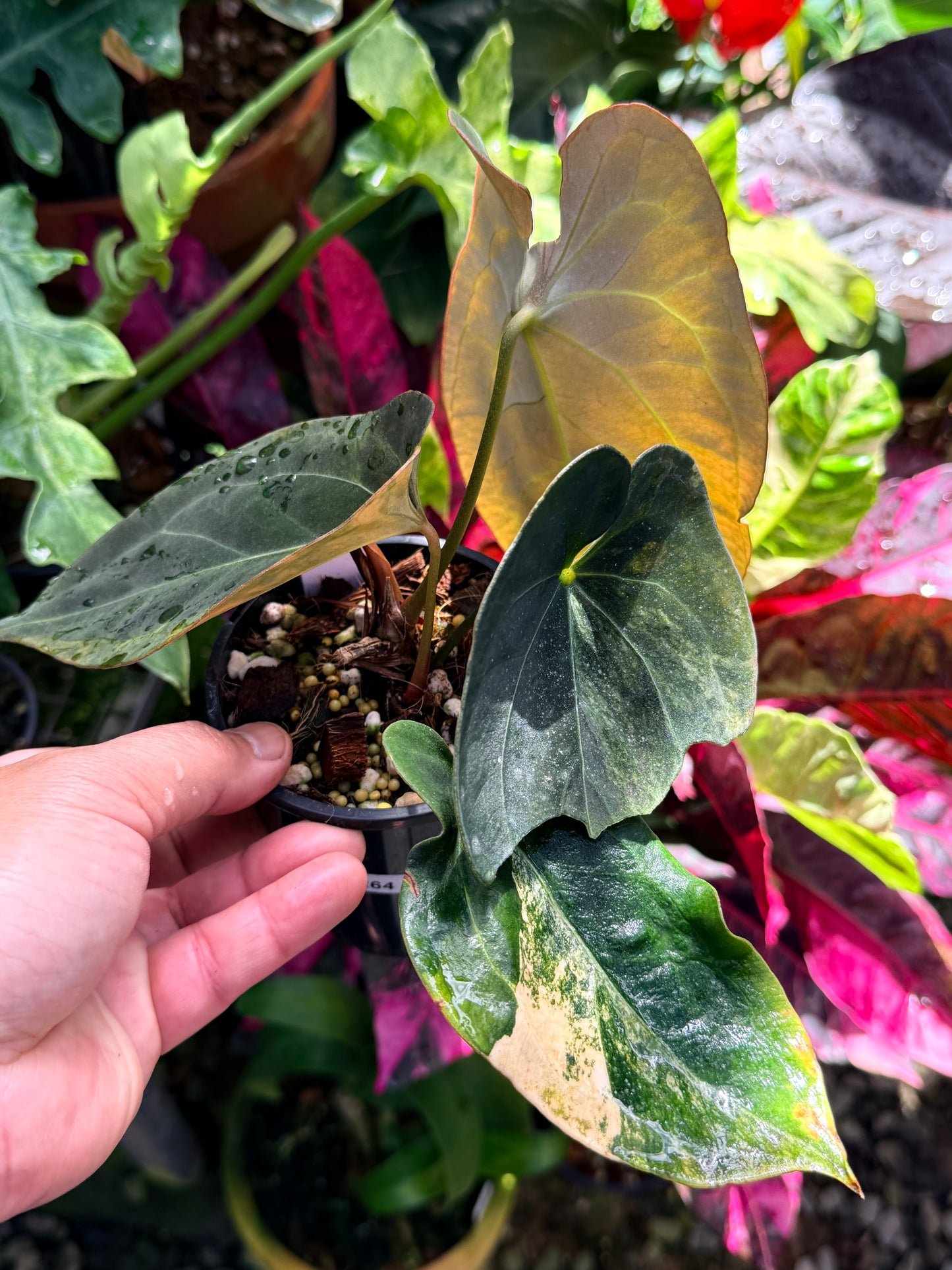 Anthurium Hybrid Variegated R64