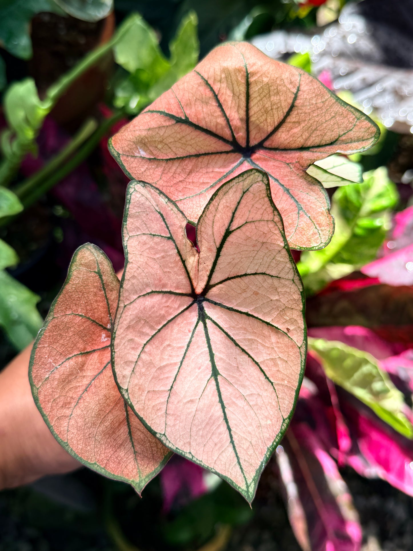 Caladium Hybrid R76