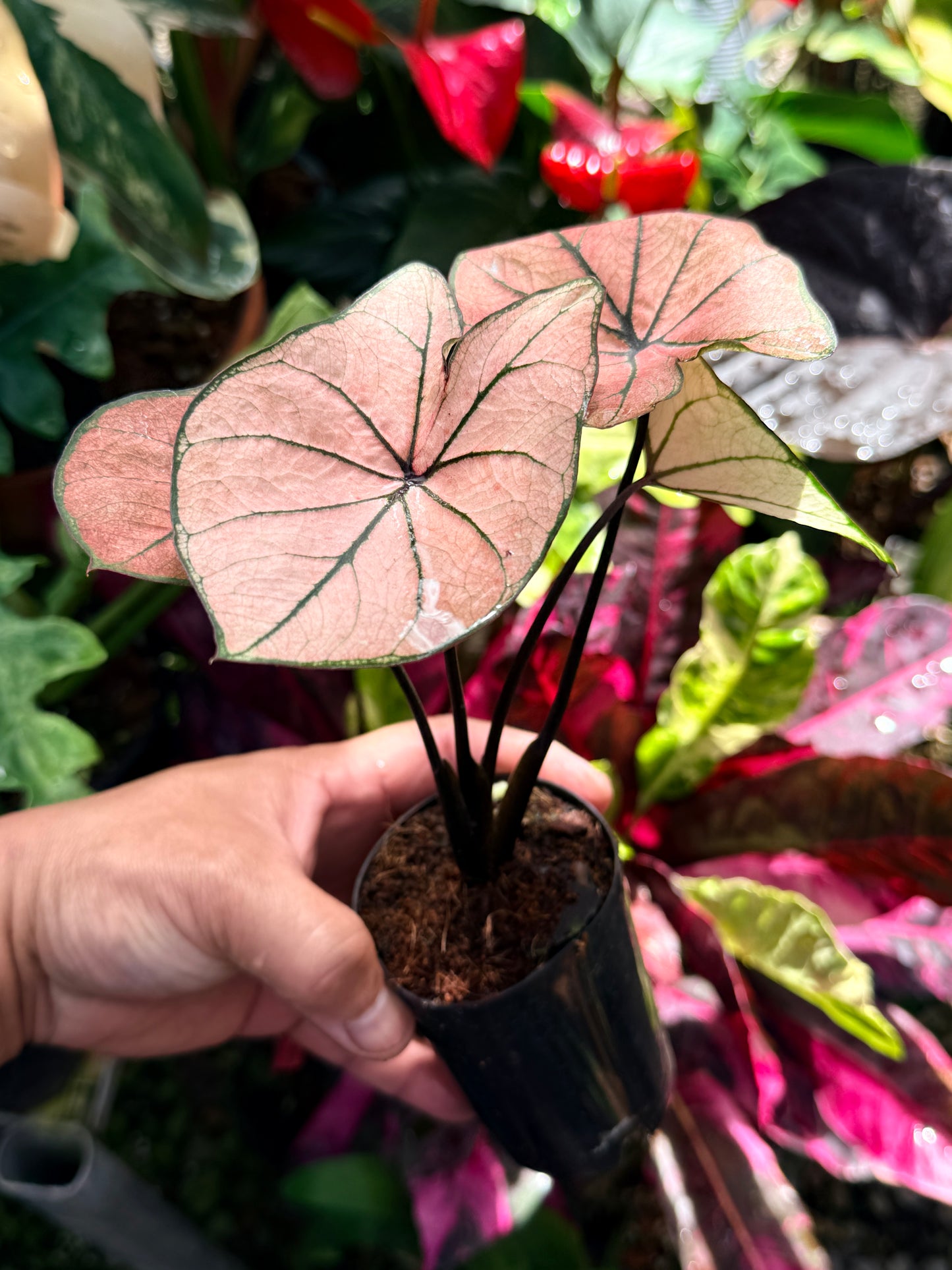 Caladium Hybrid R76