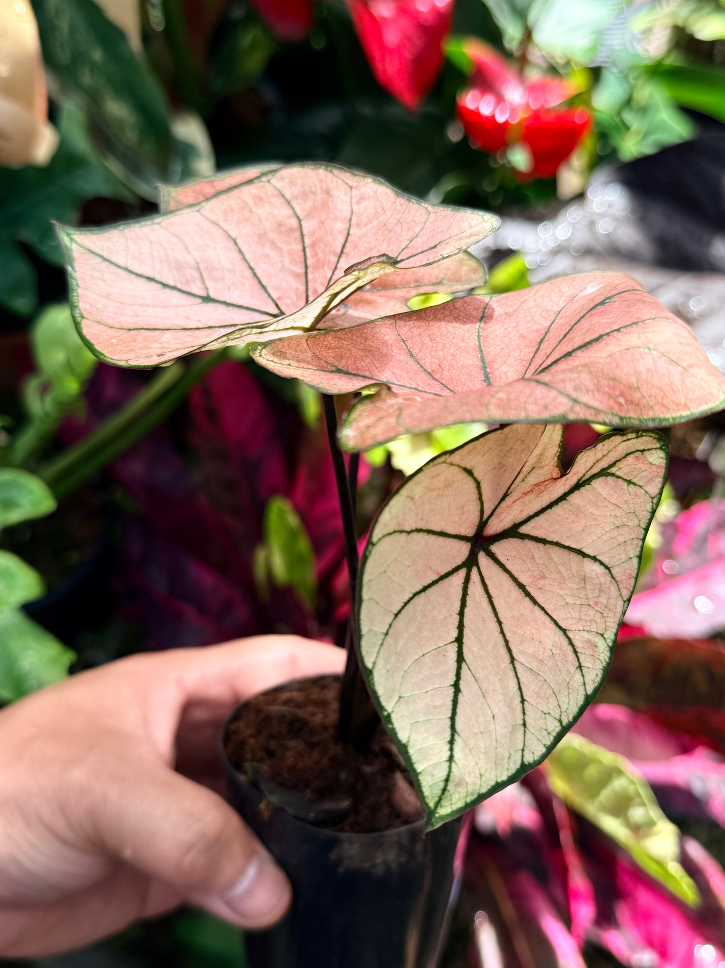 Caladium Hybrid R76