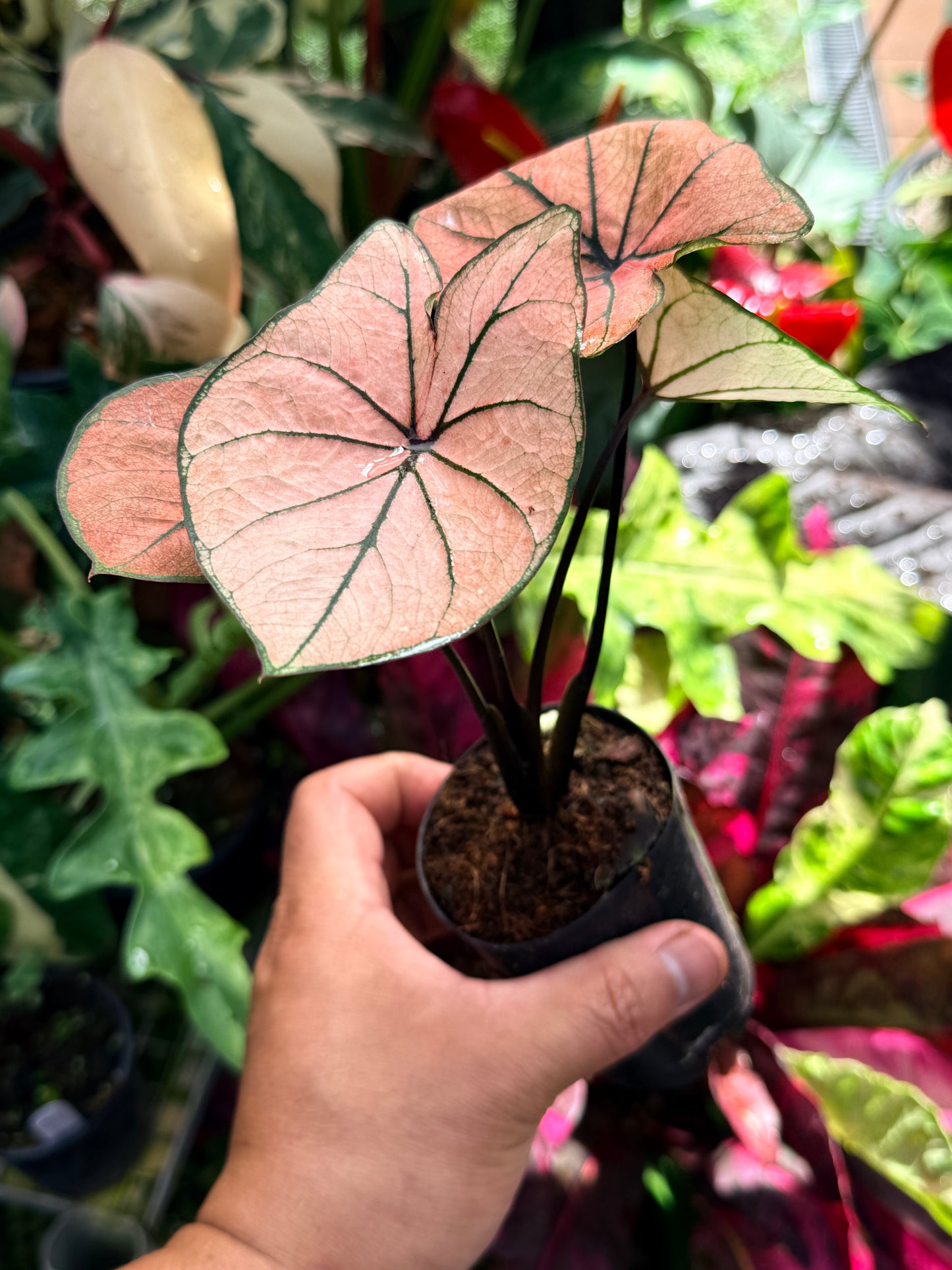 Caladium Hybrid R76