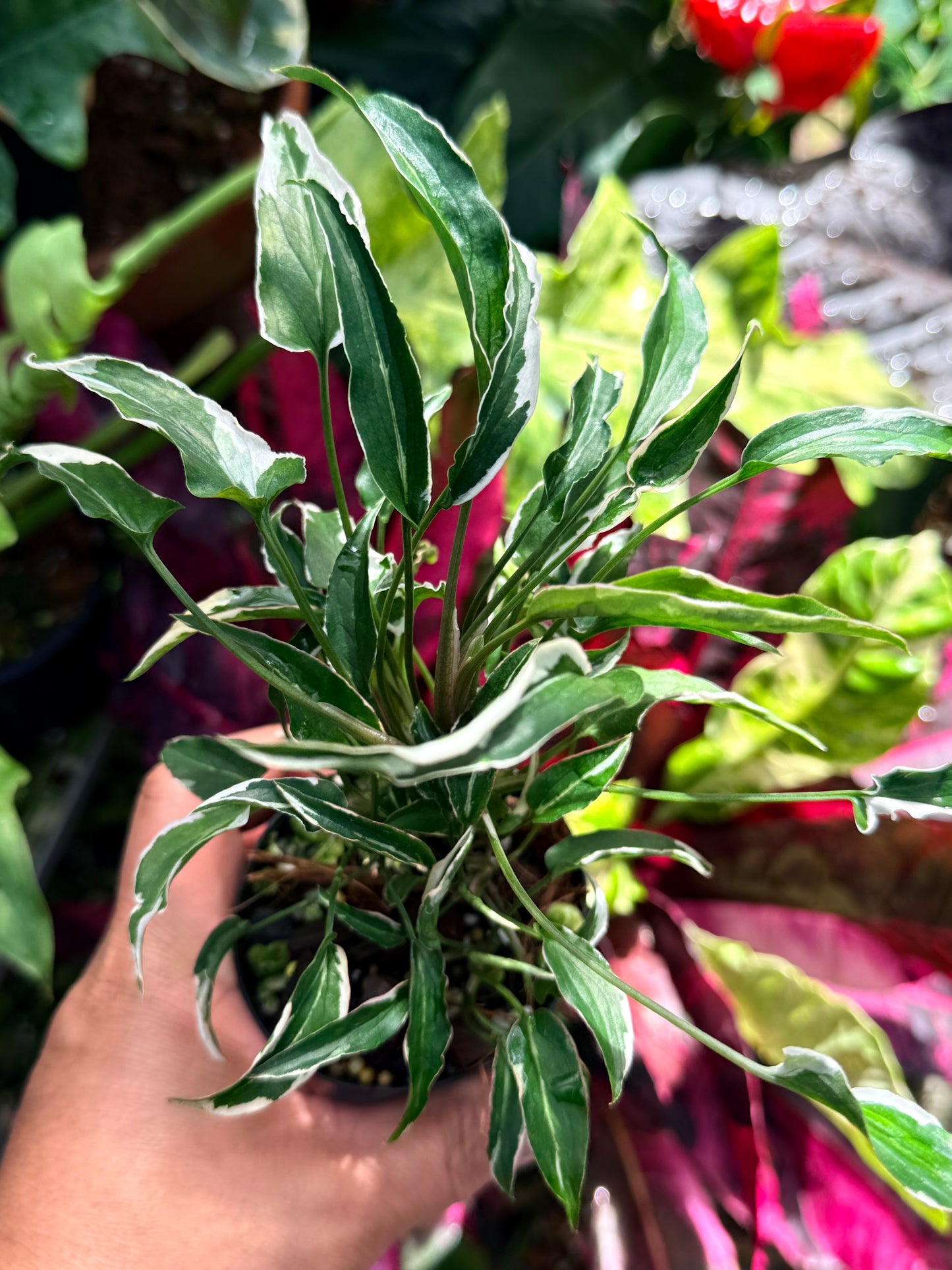 Syngonium 'Ngern Lai Ma' R79