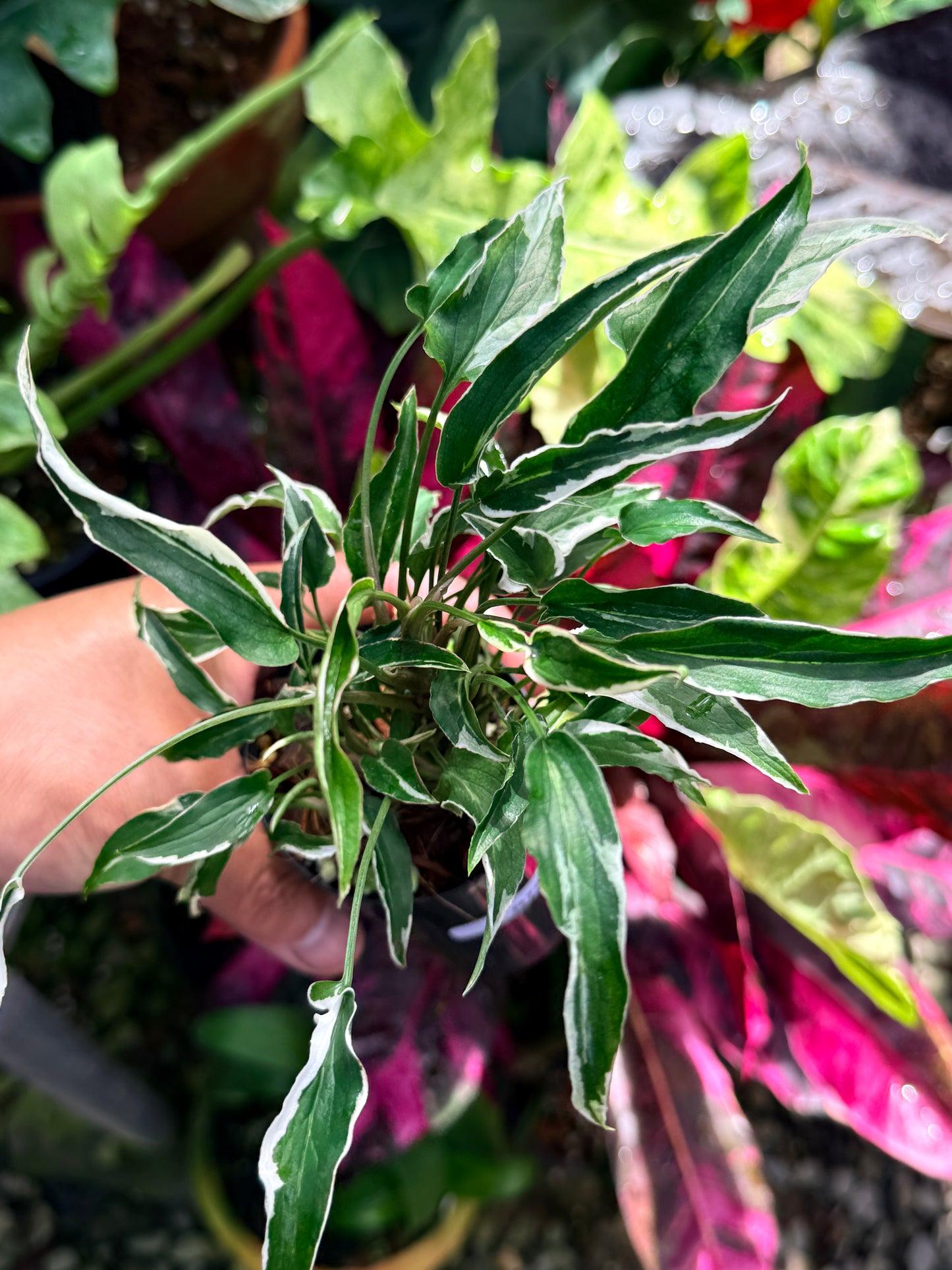 Syngonium 'Ngern Lai Ma' R79