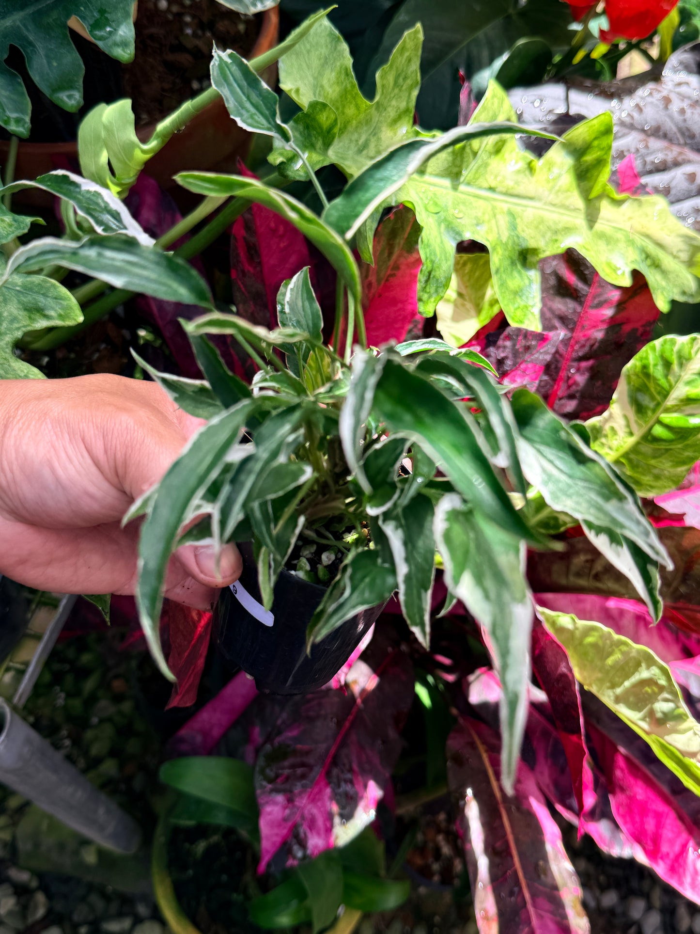 Syngonium 'Ngern Lai Ma' R79