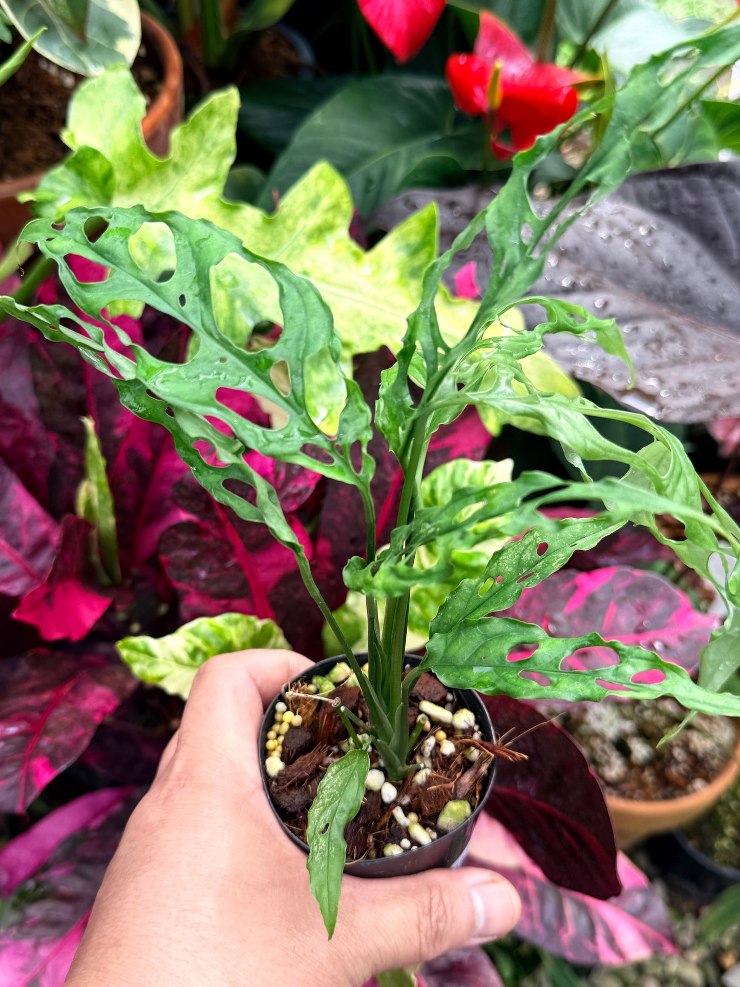Monstera obliqua 'Peru' R61