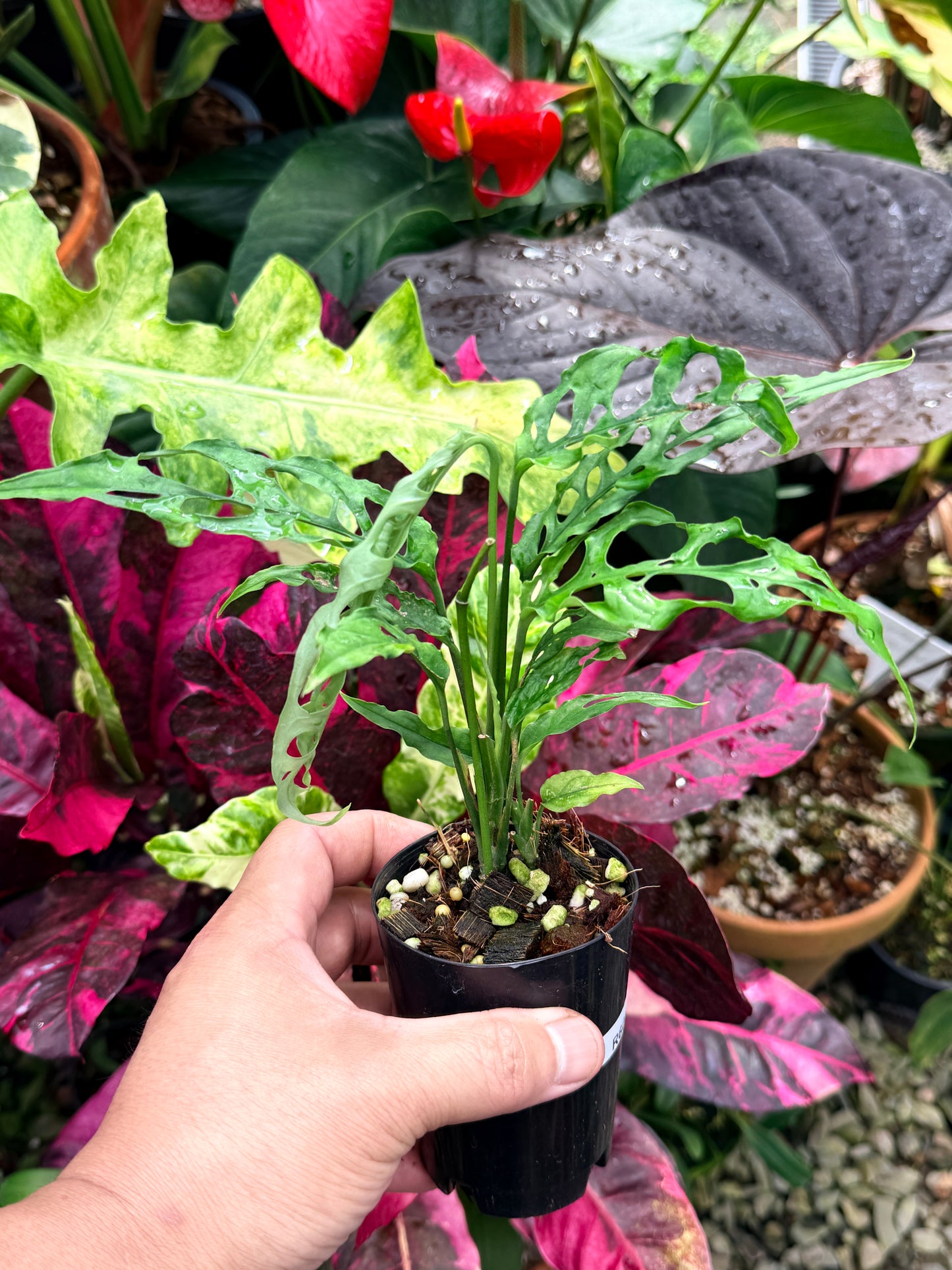 Monstera obliqua 'Peru' R60