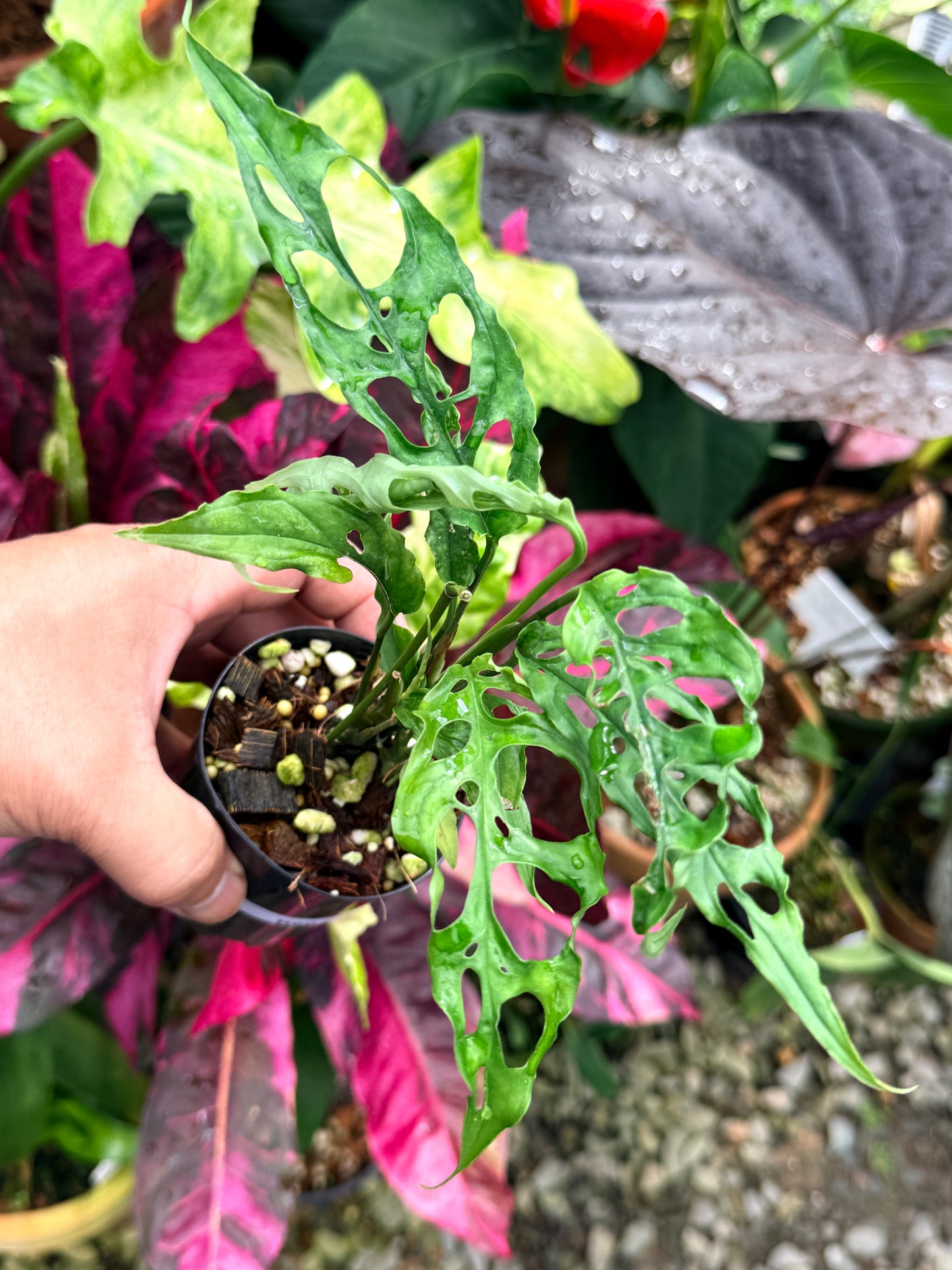 Monstera obliqua 'Peru' R60