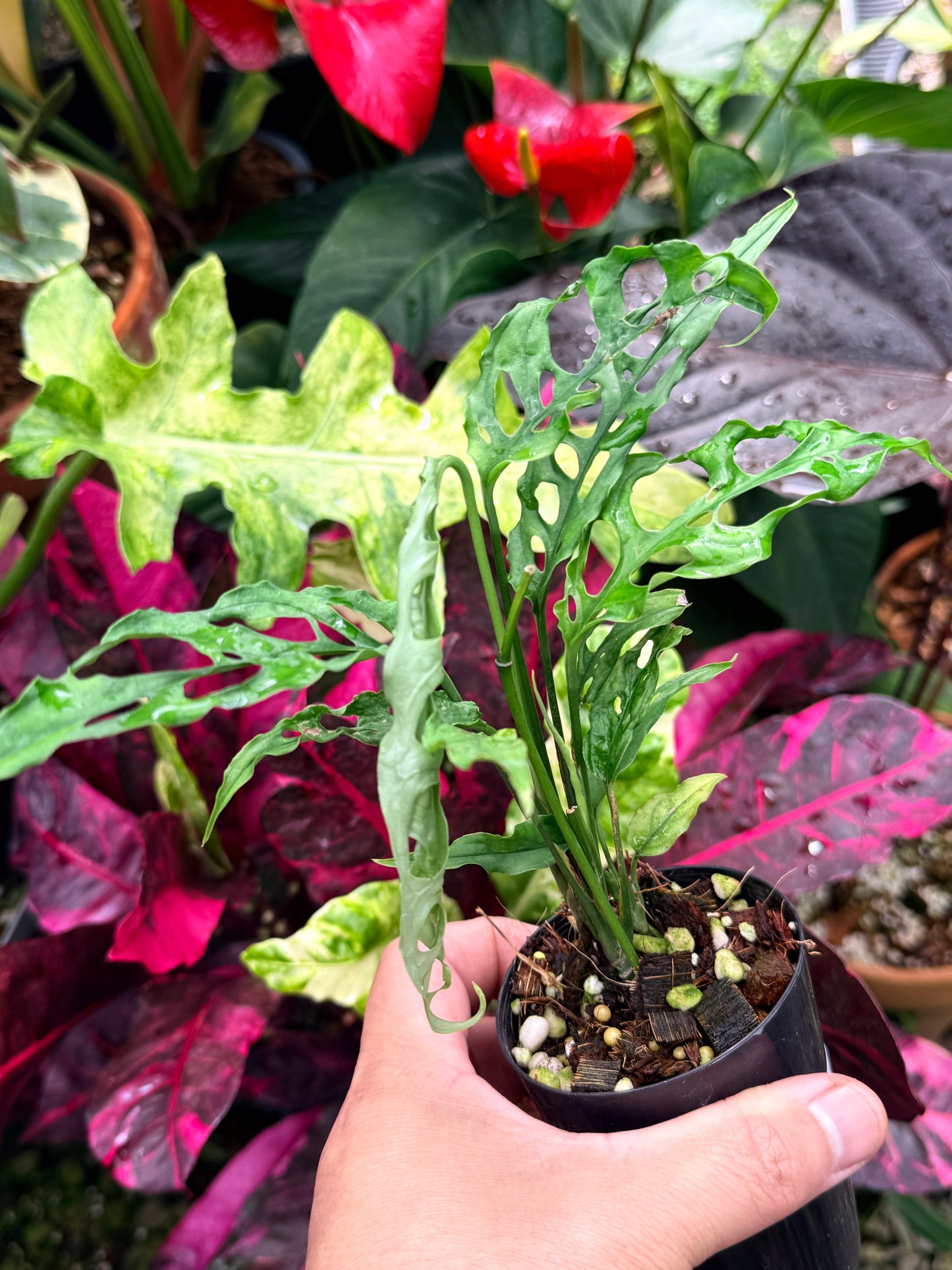 Monstera obliqua 'Peru' R60