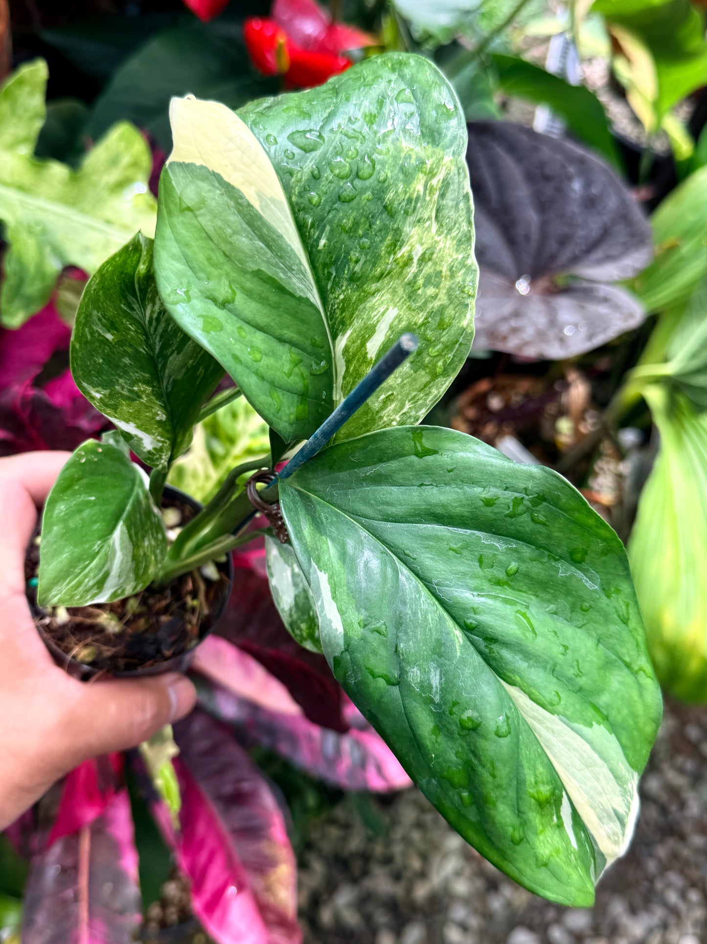 Monstera lechleriana Variegated R59