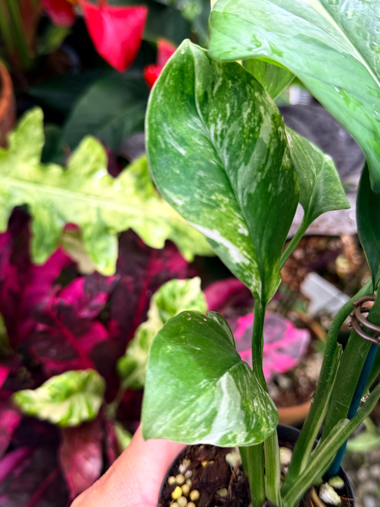 Monstera lechleriana Variegated R59