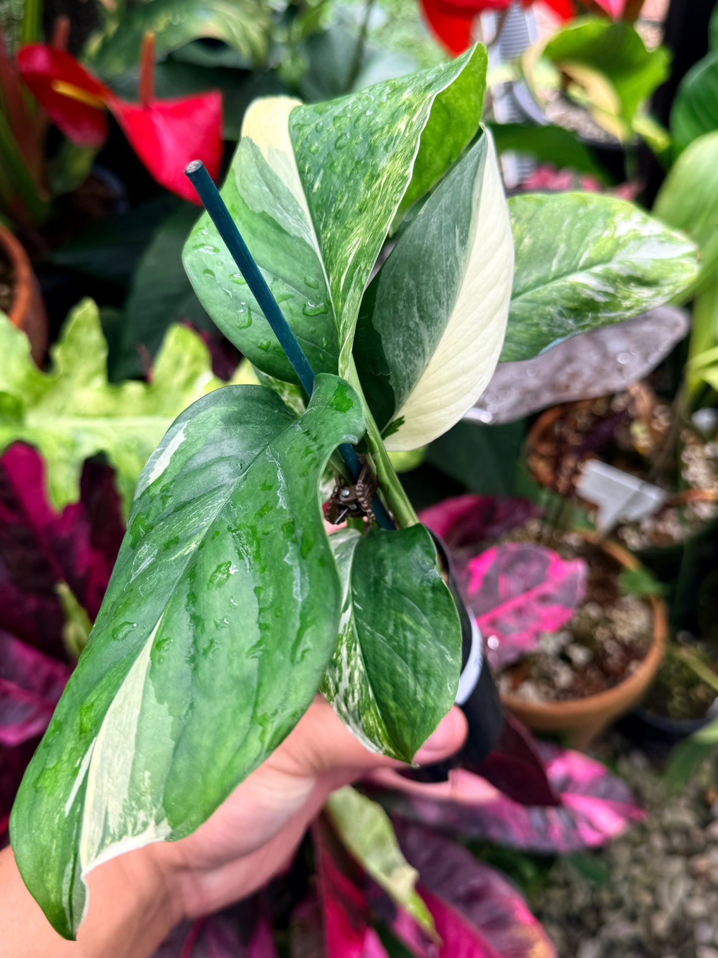 Monstera lechleriana Variegated R59