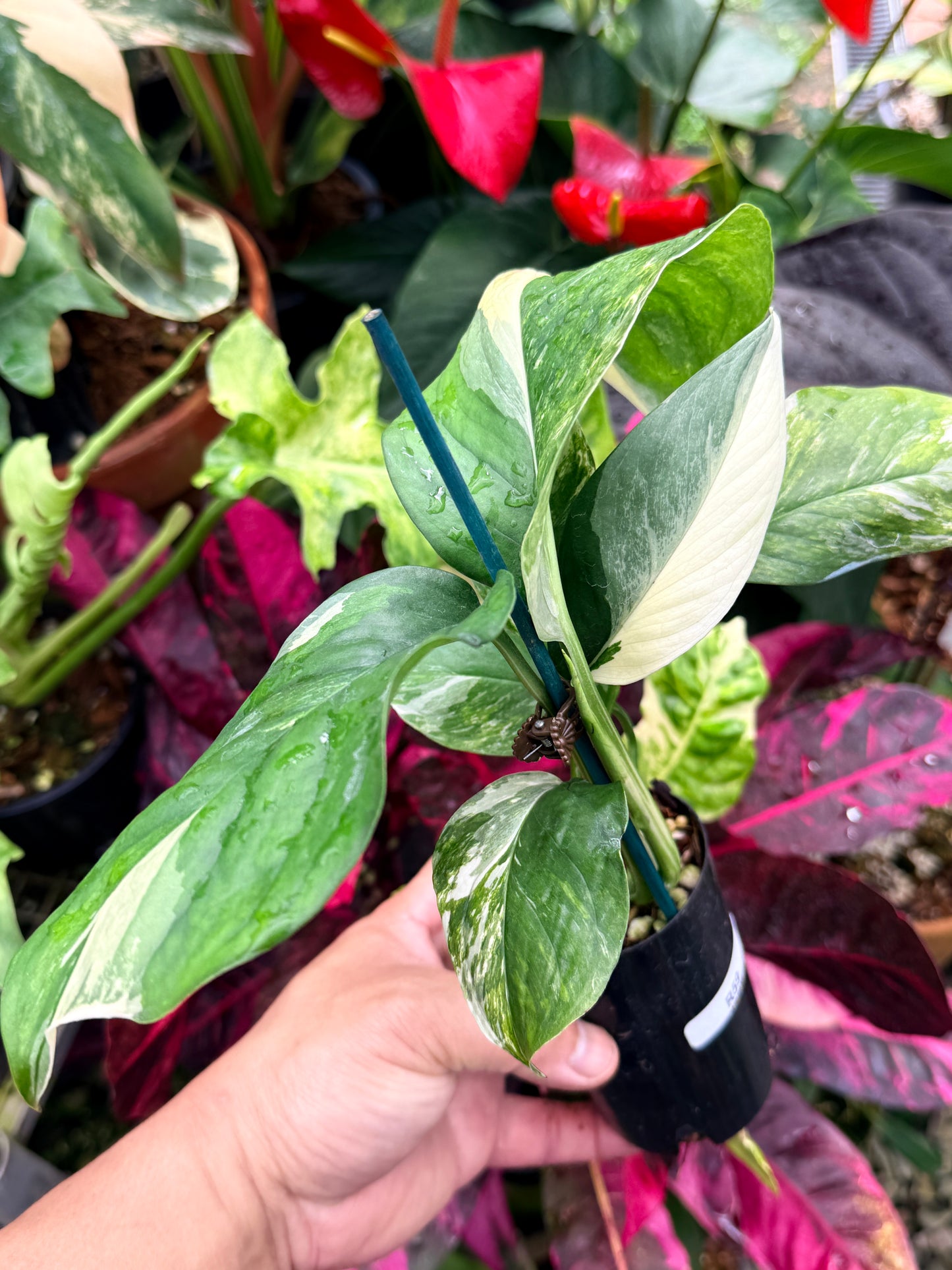 Monstera lechleriana Variegated R59