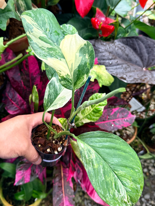 Monstera lechleriana Variegated R58