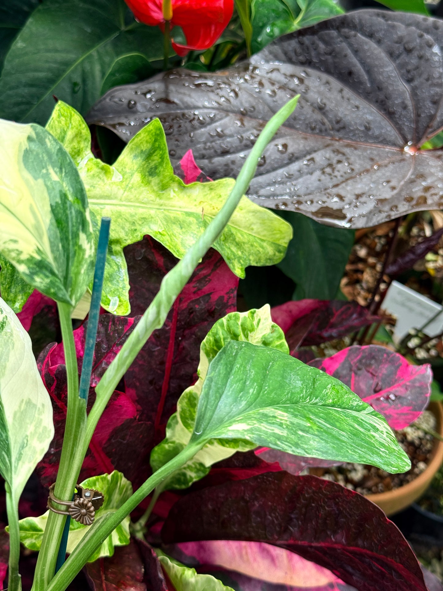 Monstera lechleriana Variegated R58
