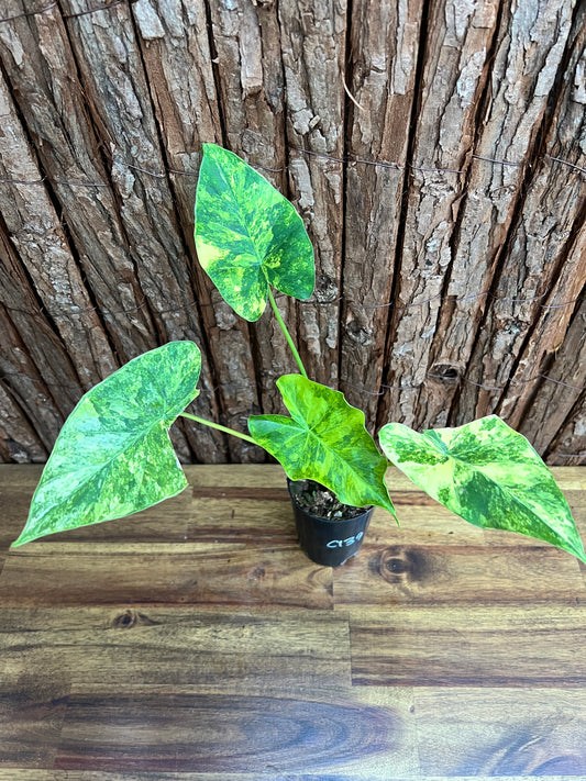 Alocasia Gageana Variegata Aurea - Highly Variegated C139