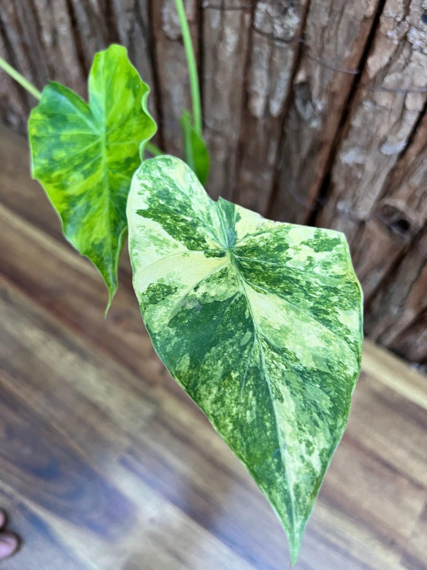 Alocasia Gageana Variegata Aurea - Highly Variegated C139