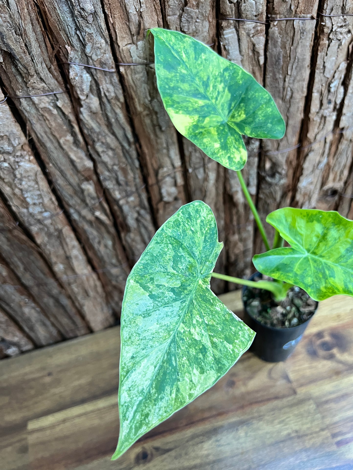 Alocasia Gageana Variegata Aurea - Highly Variegated C139