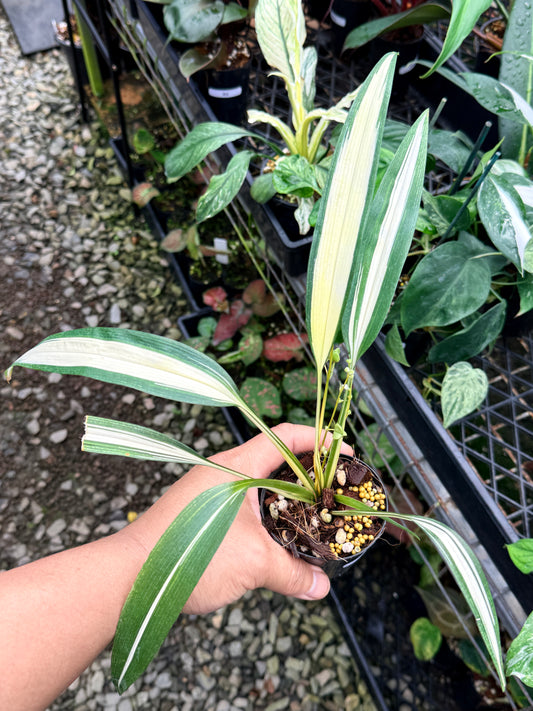 Chlorophytum capense Variegata aka 'Variegated Spider Plant' R68