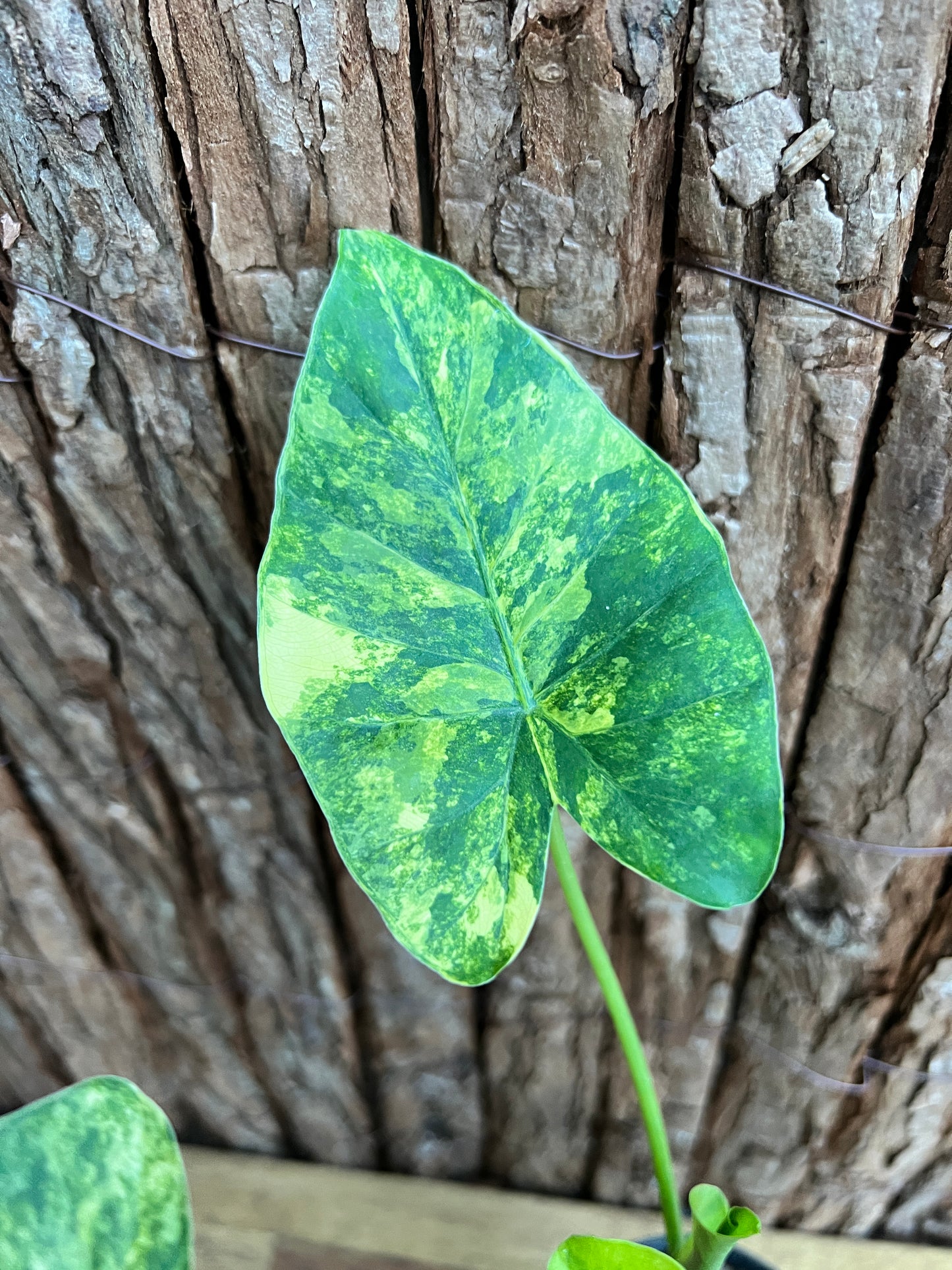 Alocasia Gageana Variegata Aurea - Highly Variegated C139