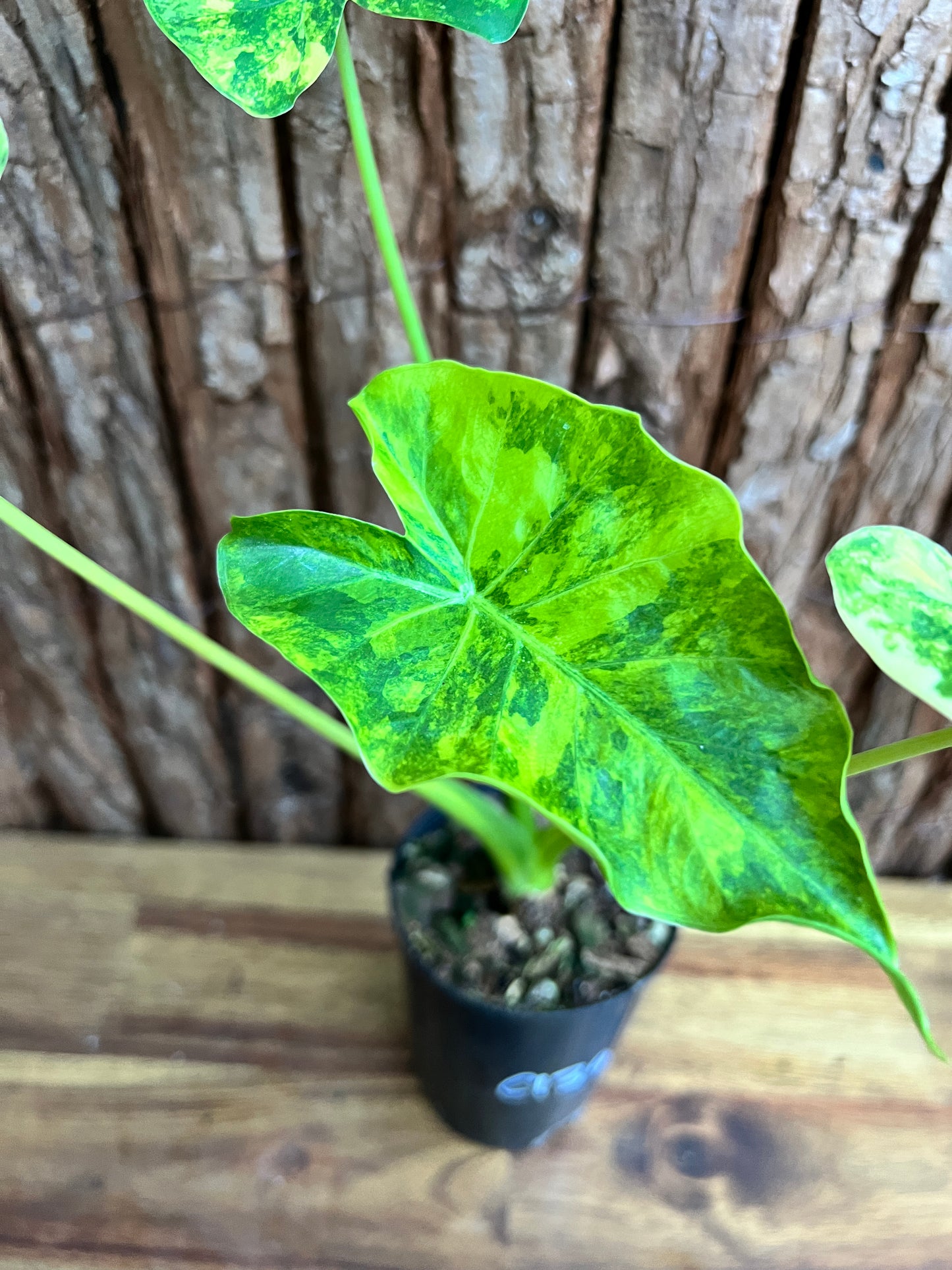 Alocasia Gageana Variegata Aurea - Highly Variegated C139