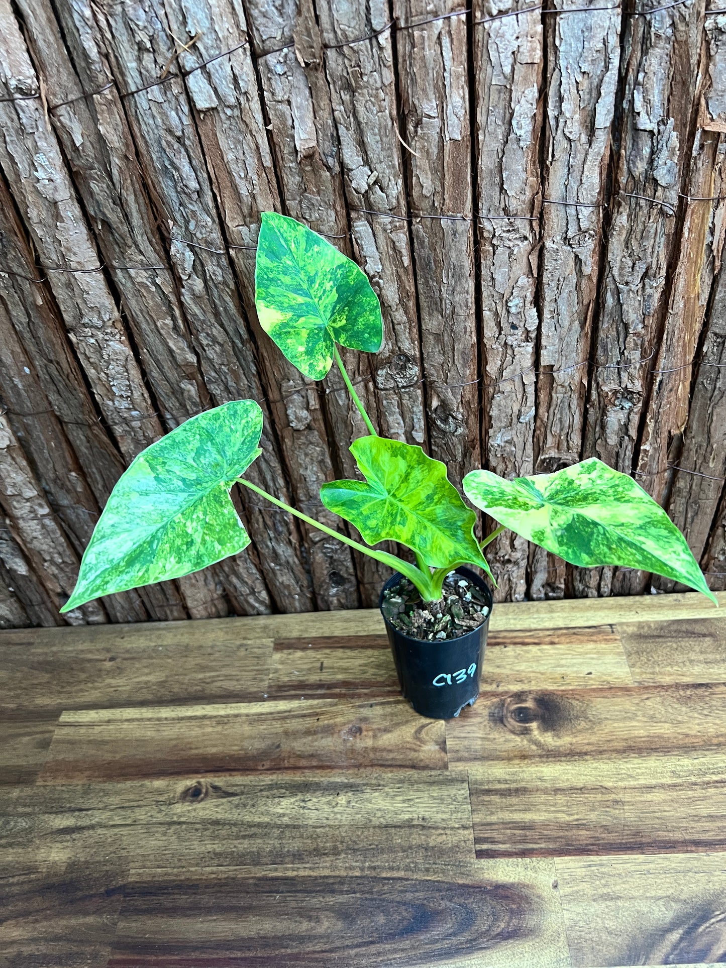 Alocasia Gageana Variegata Aurea - Highly Variegated C139