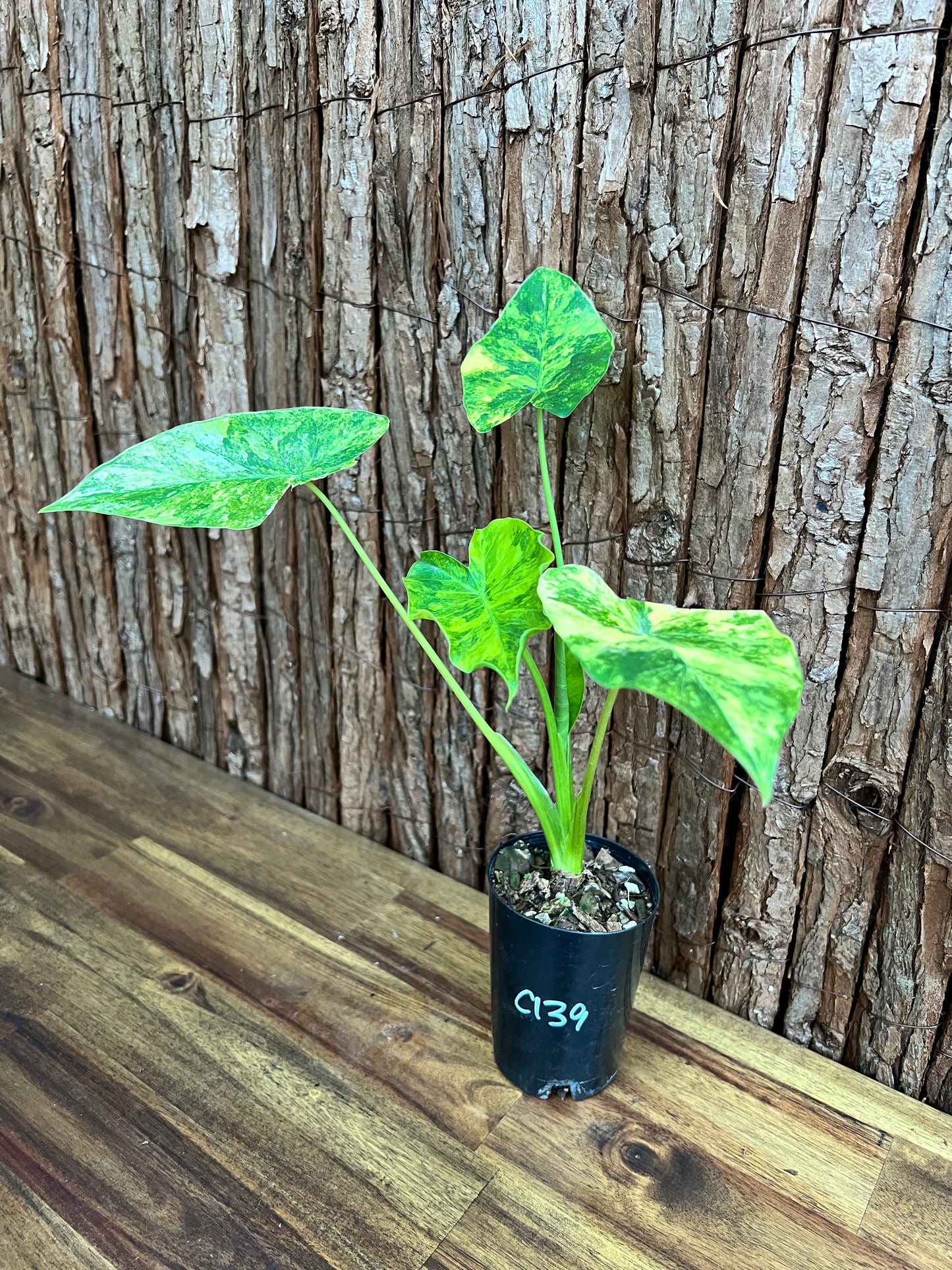 Alocasia Gageana Variegata Aurea - Highly Variegated C139