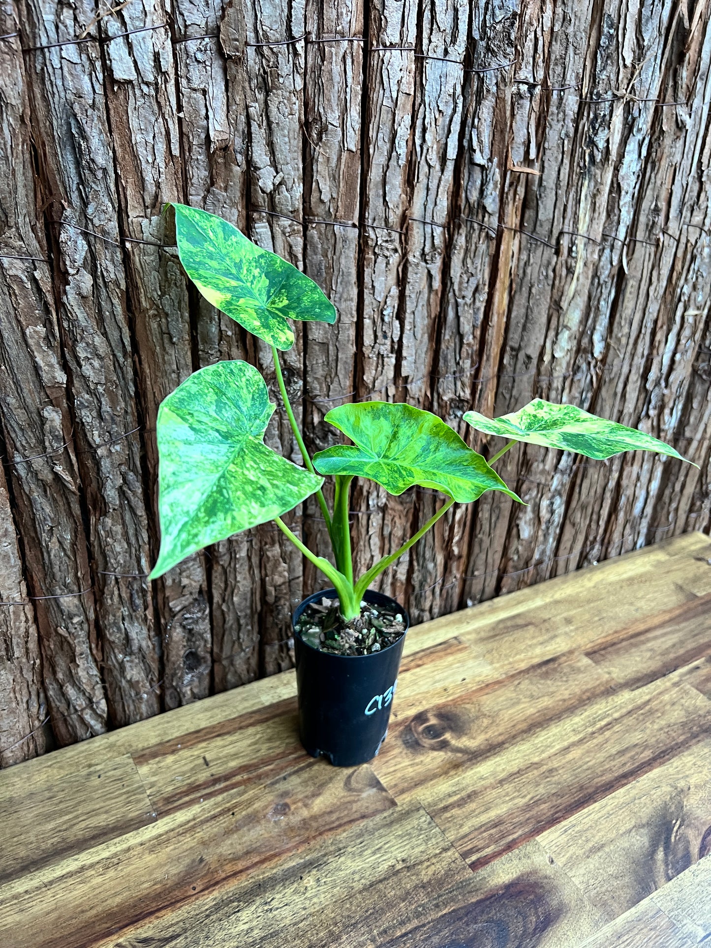 Alocasia Gageana Variegata Aurea - Highly Variegated C139