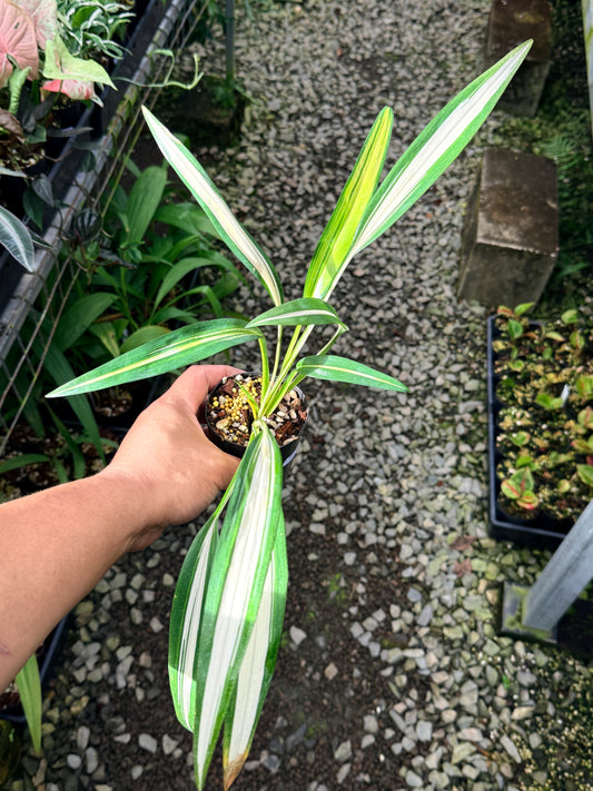 Chlorophytum capense Variegata aka 'Variegated Spider Plant' R67