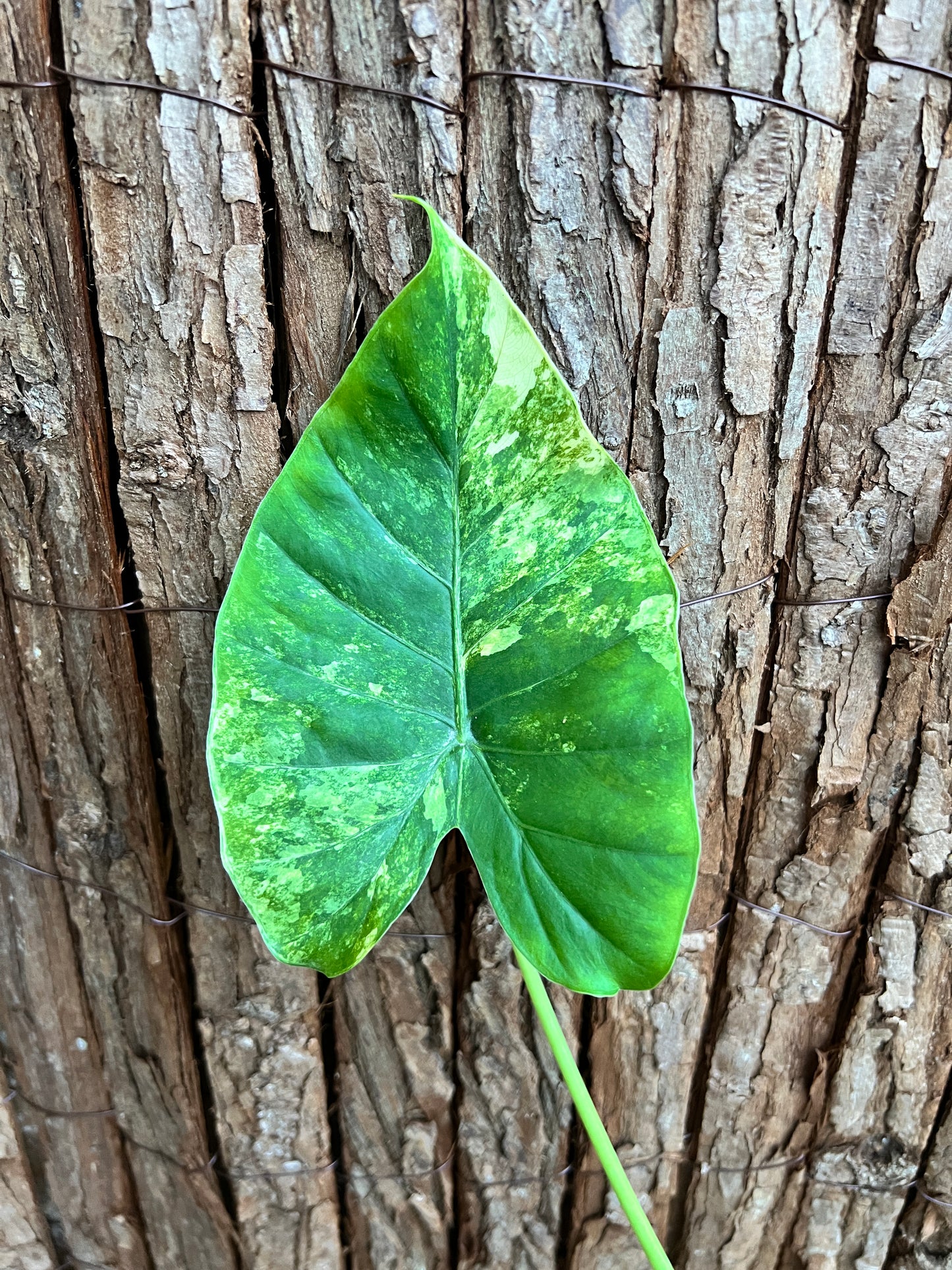 Alocasia Gageana Variegata Aurea - Highly Variegated C140