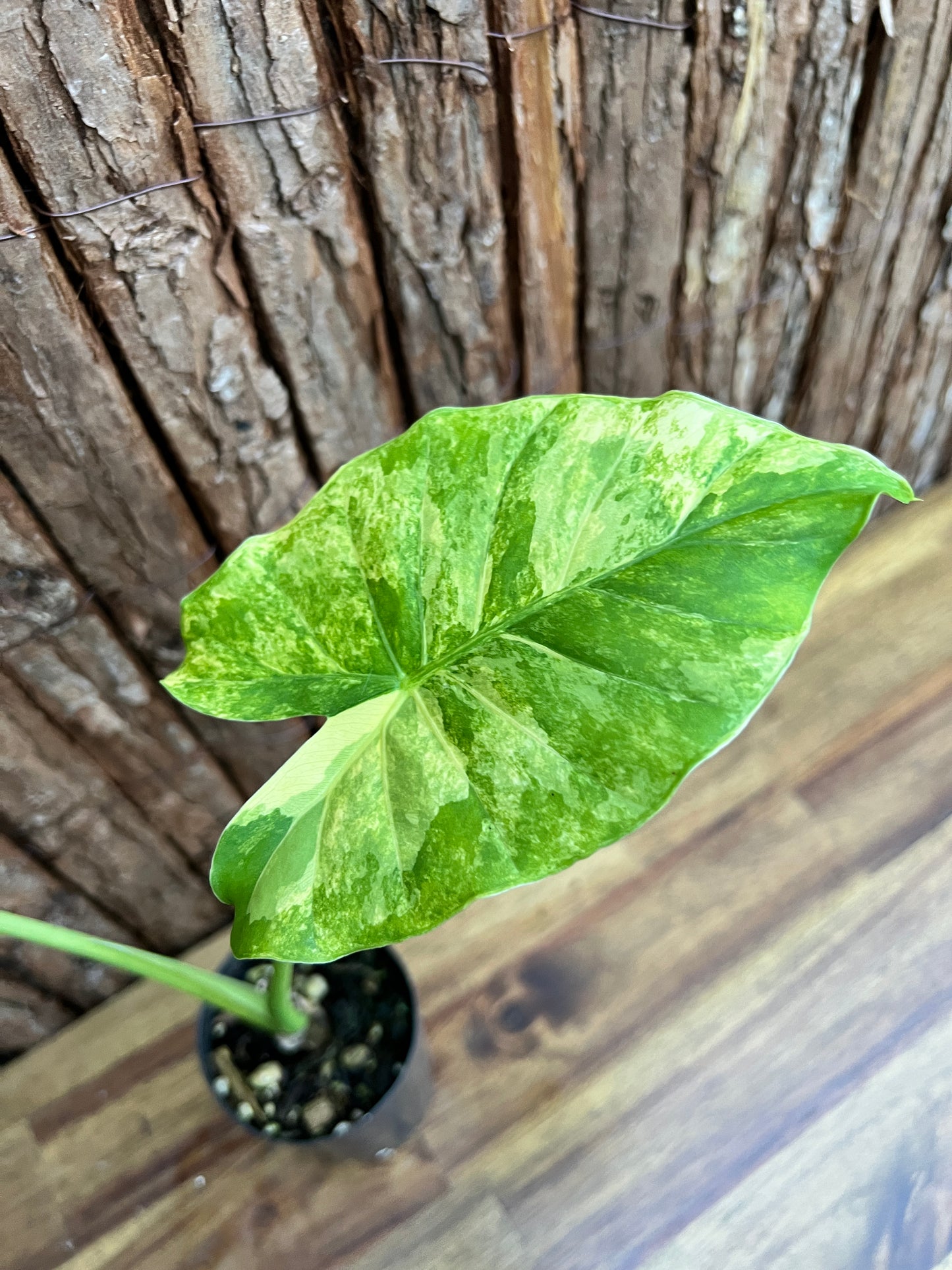 Alocasia Gageana Variegata Aurea - Highly Variegated C140