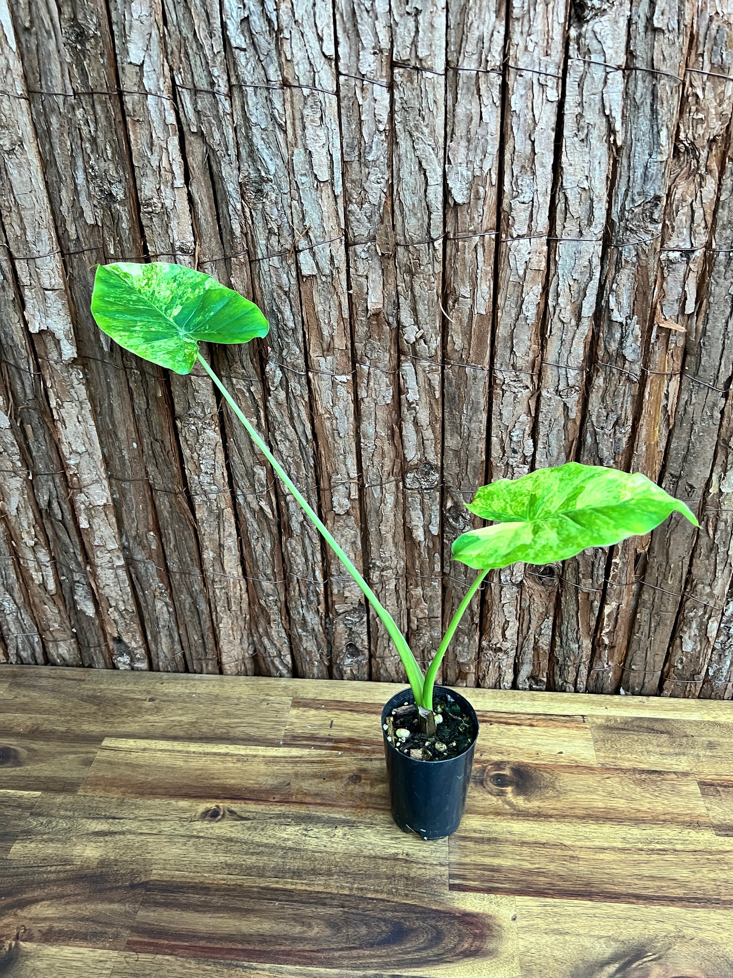 Alocasia Gageana Variegata Aurea - Highly Variegated C140