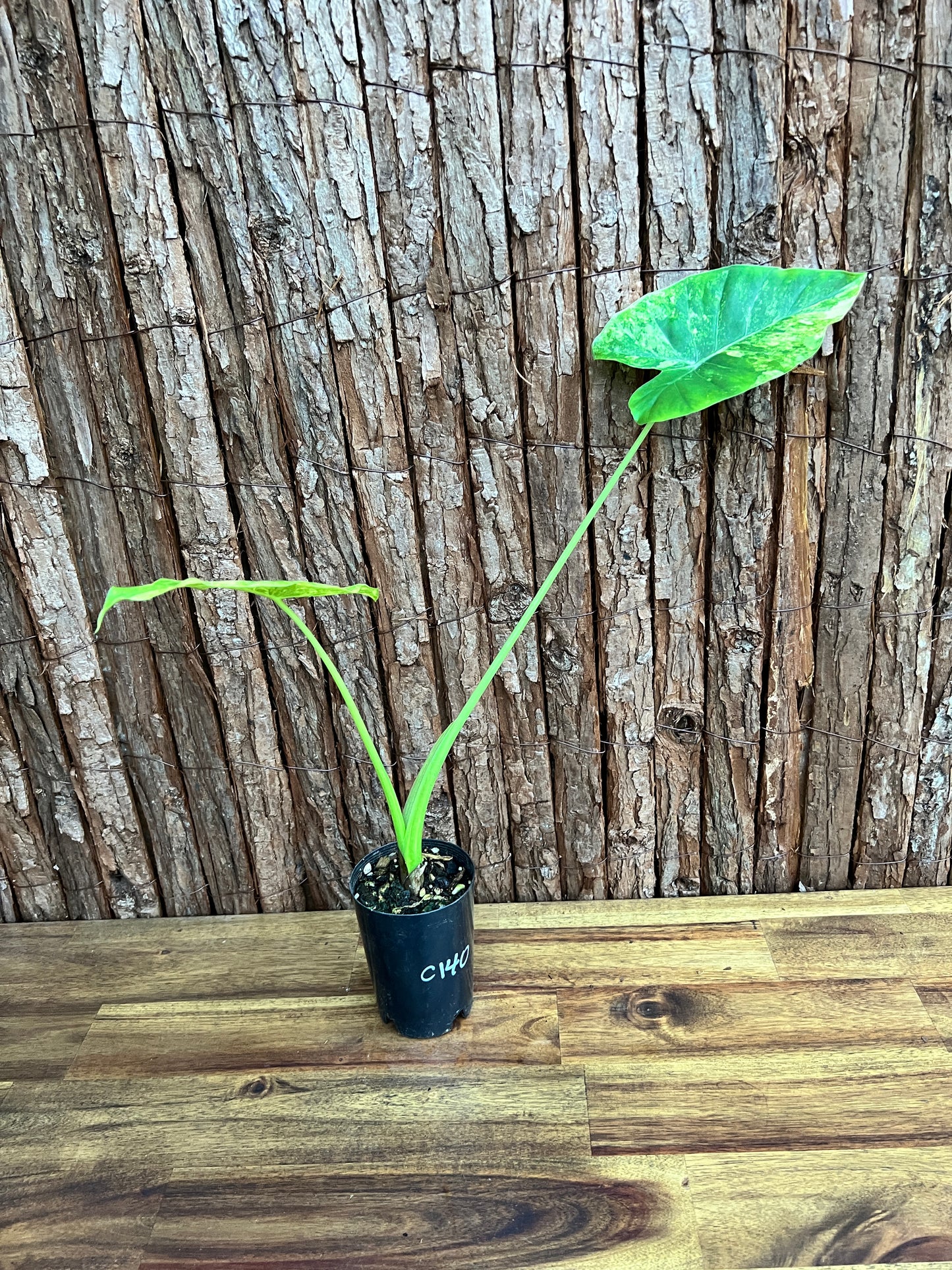 Alocasia Gageana Variegata Aurea - Highly Variegated C140