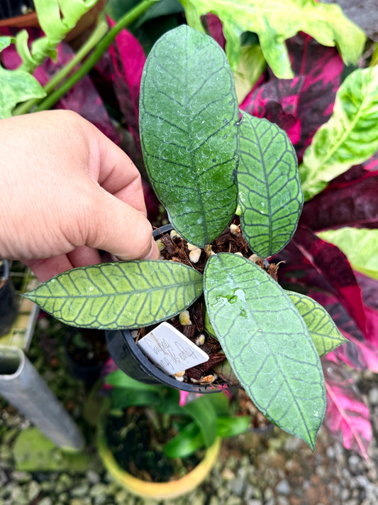 Hoya Sp. 'Gunung Gading' R81