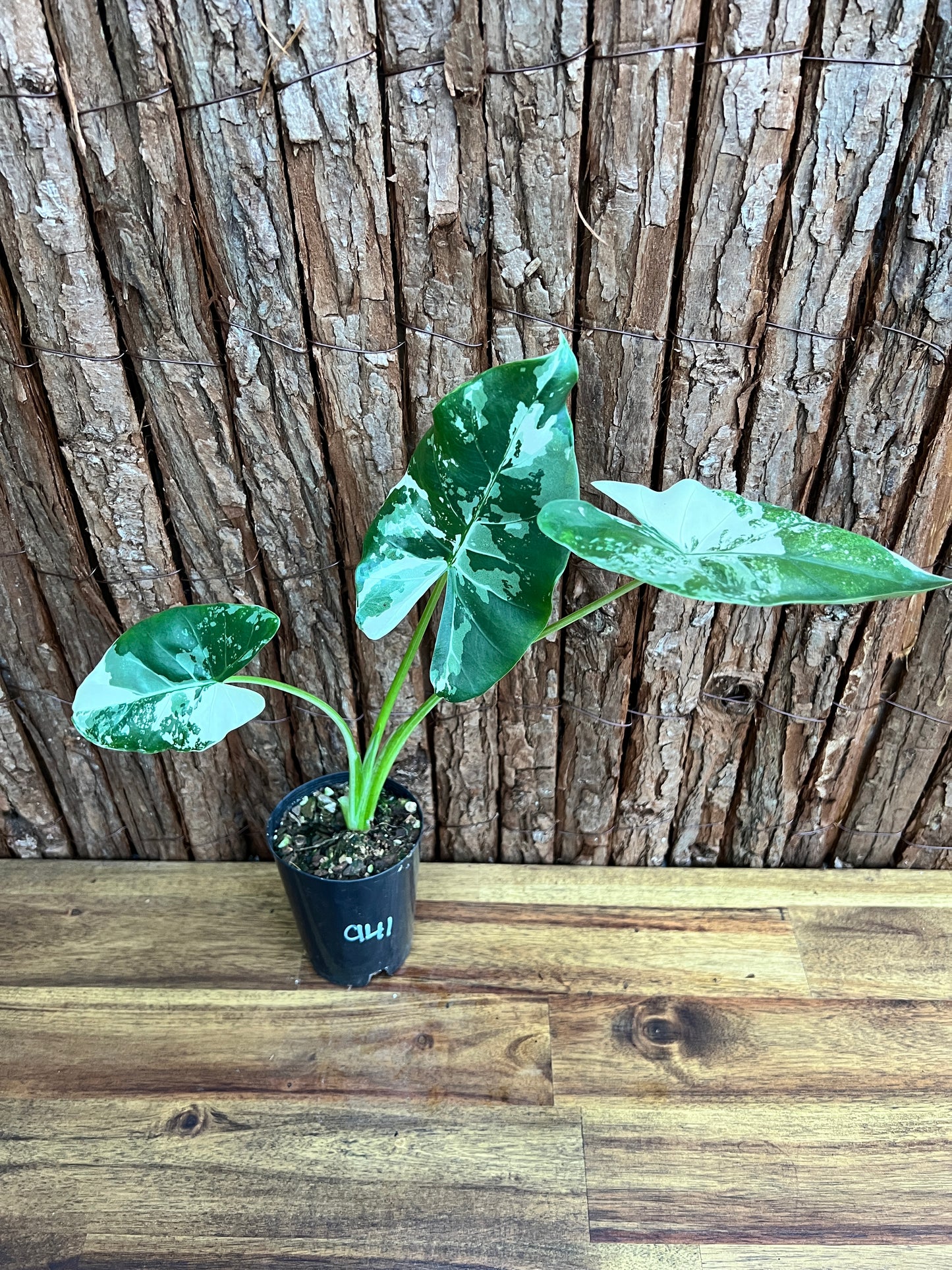 Alocasia macrorrhiza Variegata C141