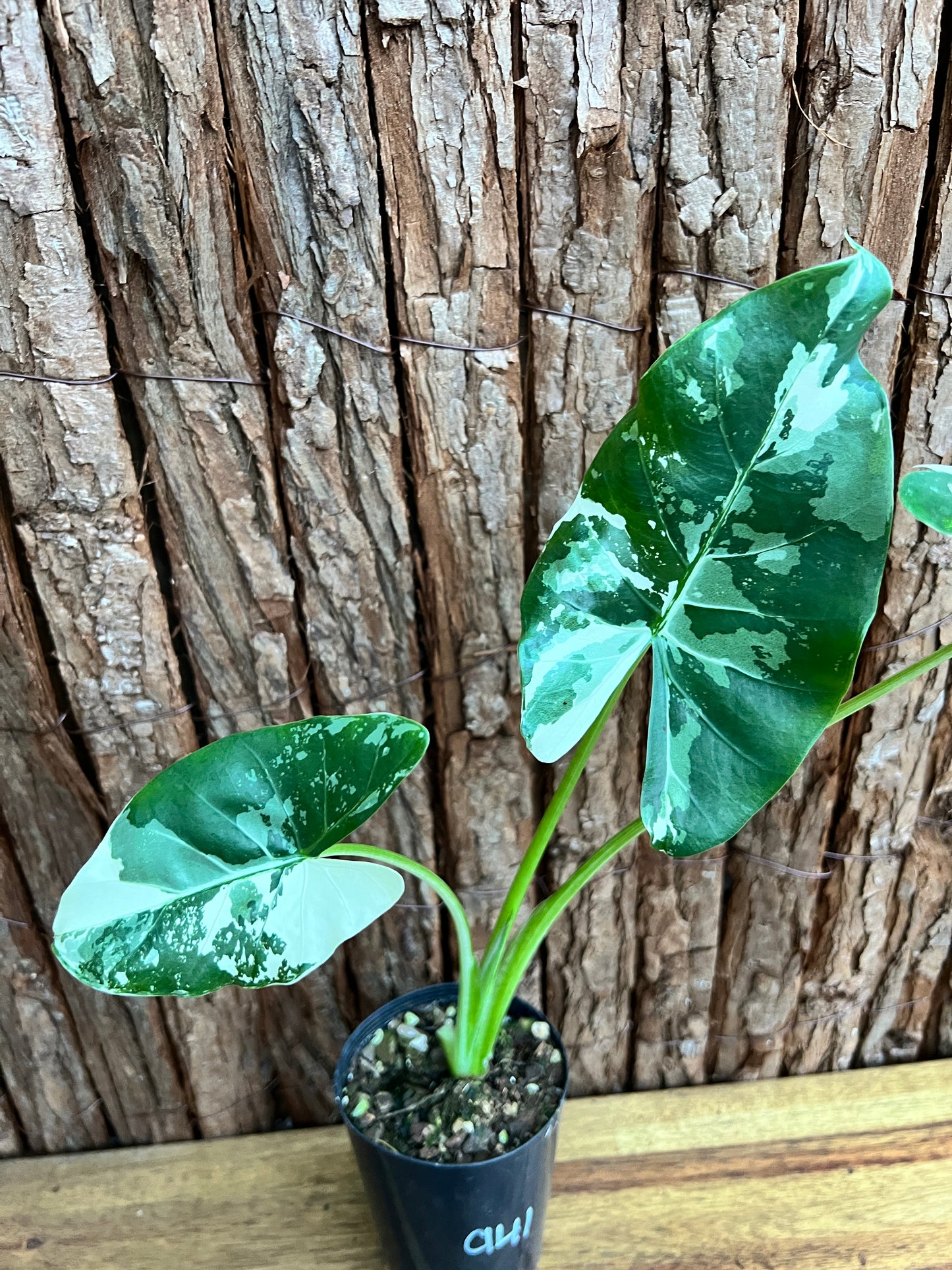 Alocasia macrorrhiza Variegata C141