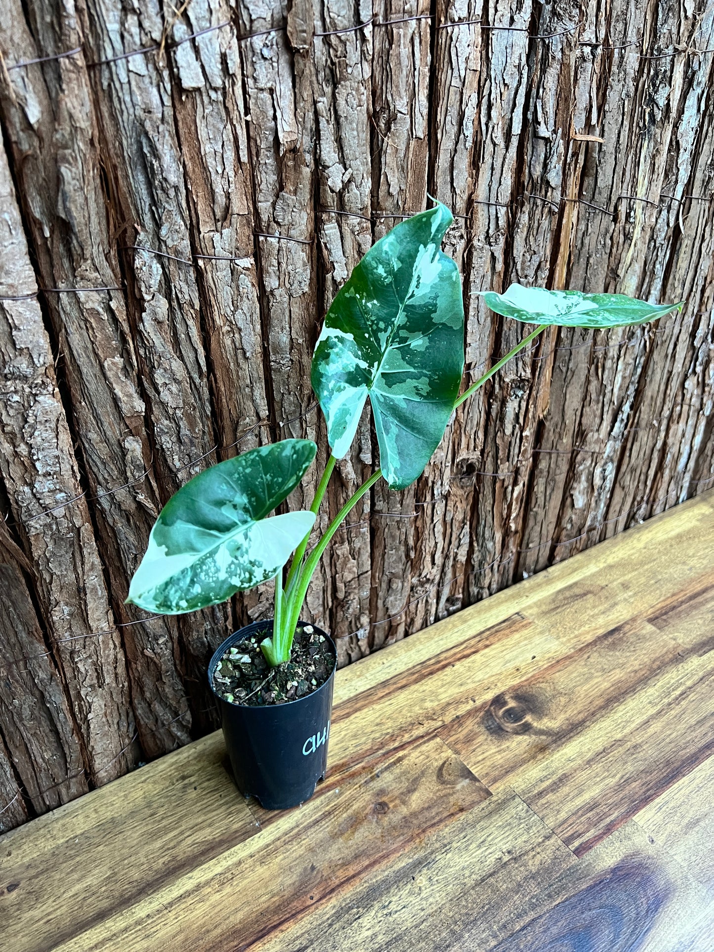 Alocasia macrorrhiza Variegata C141