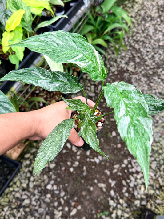 Spathiphyllum 'Variegated Peace Lily' - Narrow Form R75