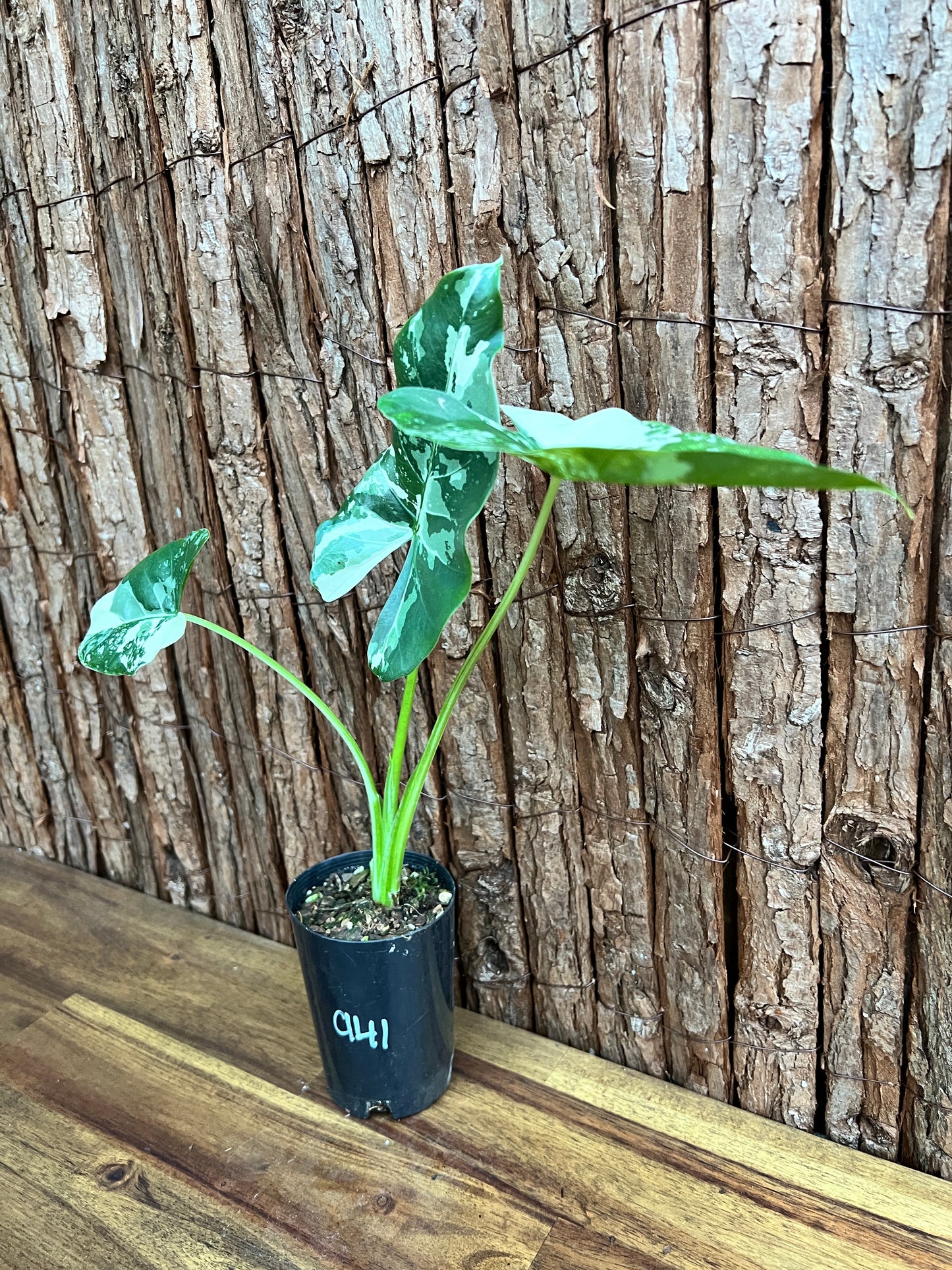 Alocasia macrorrhiza Variegata C141