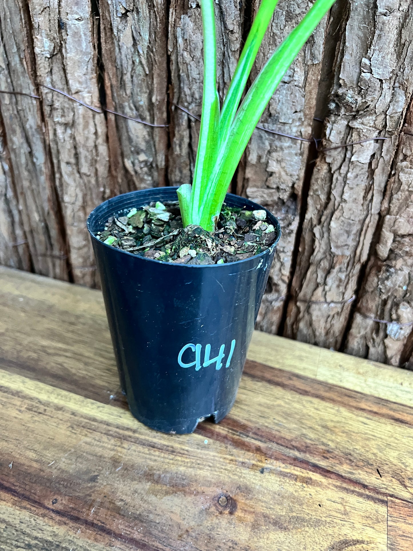 Alocasia macrorrhiza Variegata C141