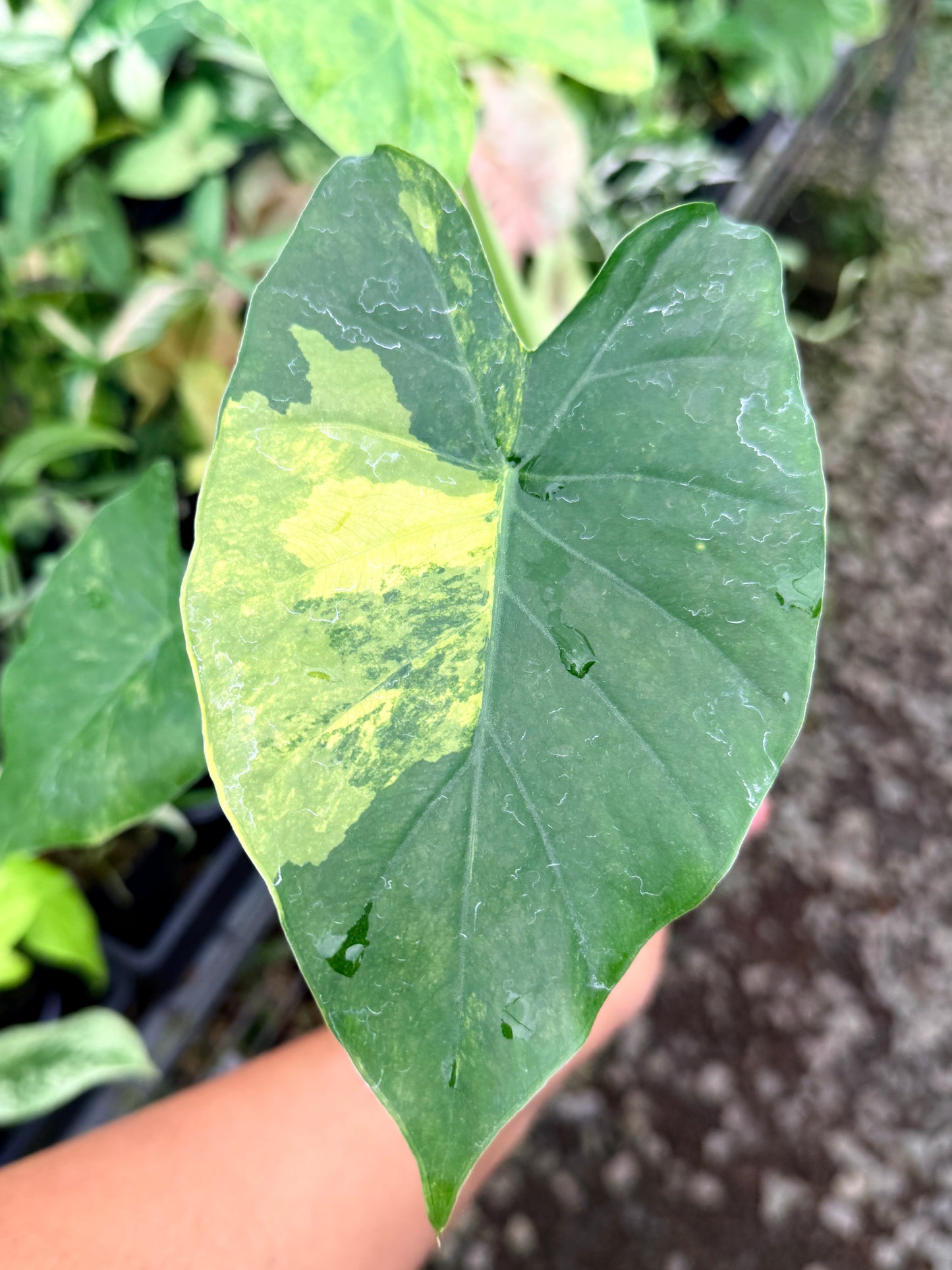 Alocasia gageana 'Aurea Variegated' R80