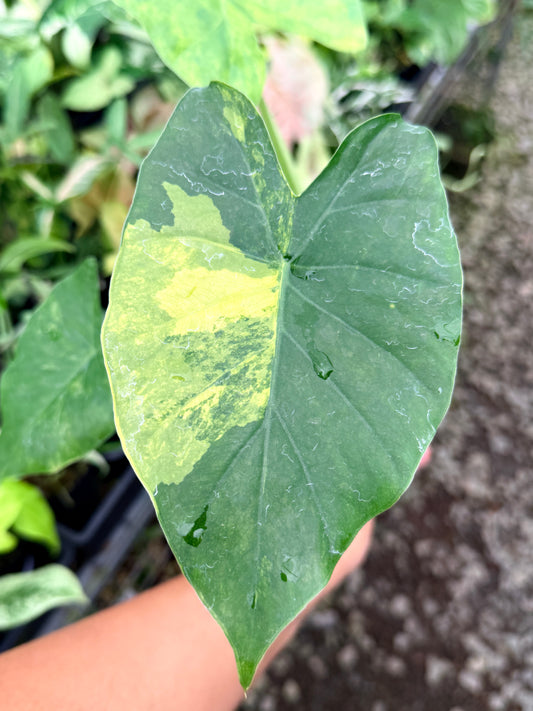 Alocasia gageana 'Aurea Variegated' R80